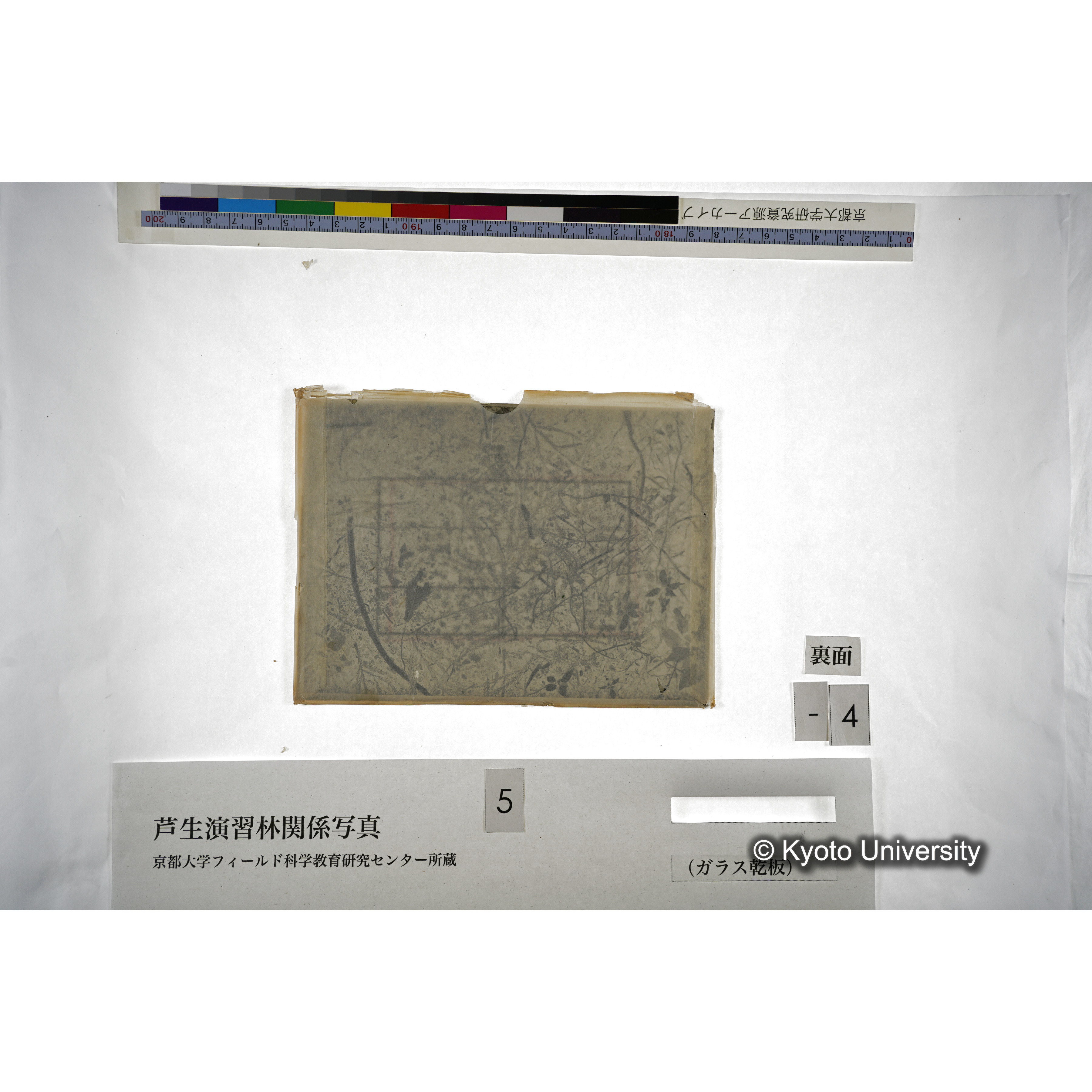 （ガラス乾板芦生柴田3-004） (3)