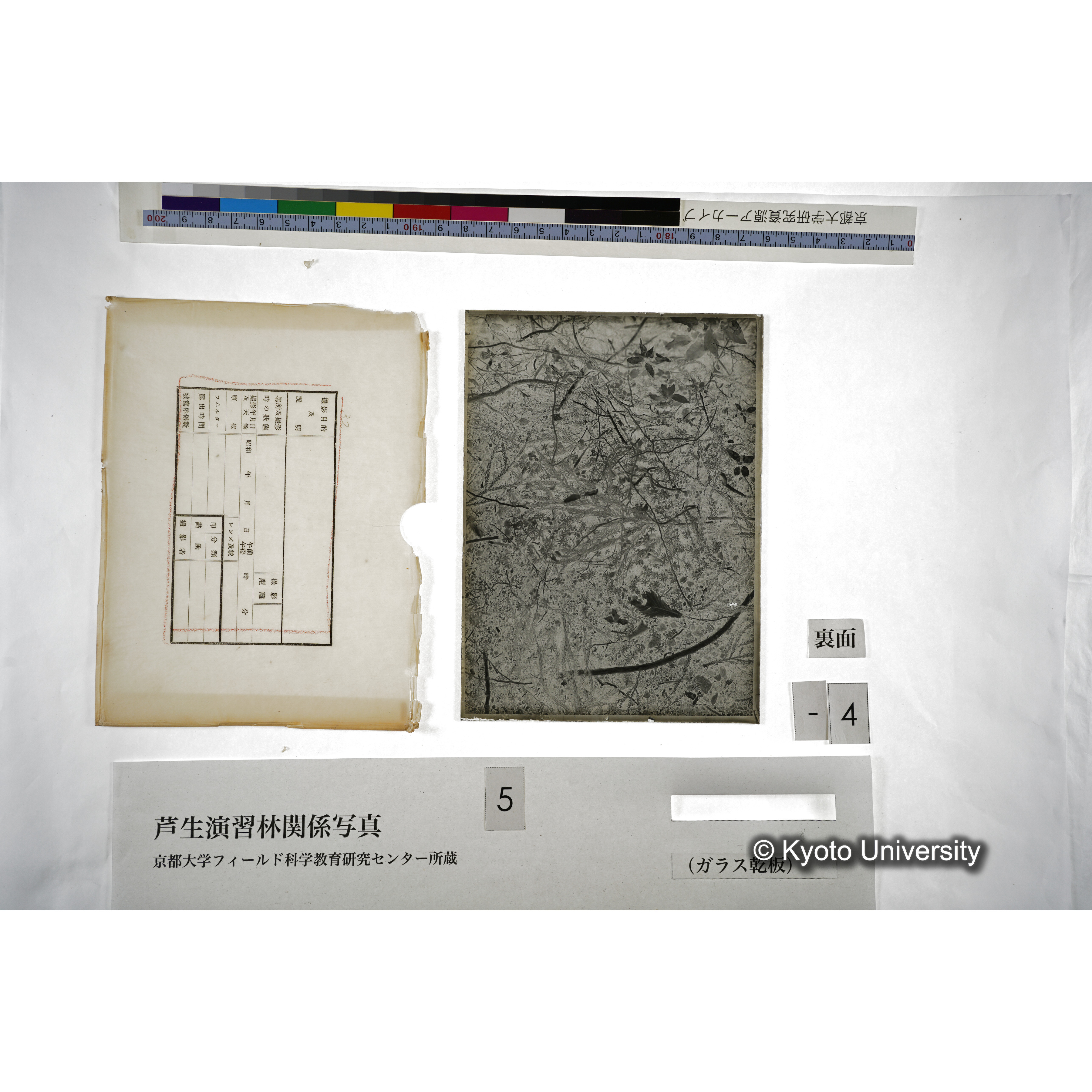 （ガラス乾板芦生柴田3-004） (4)