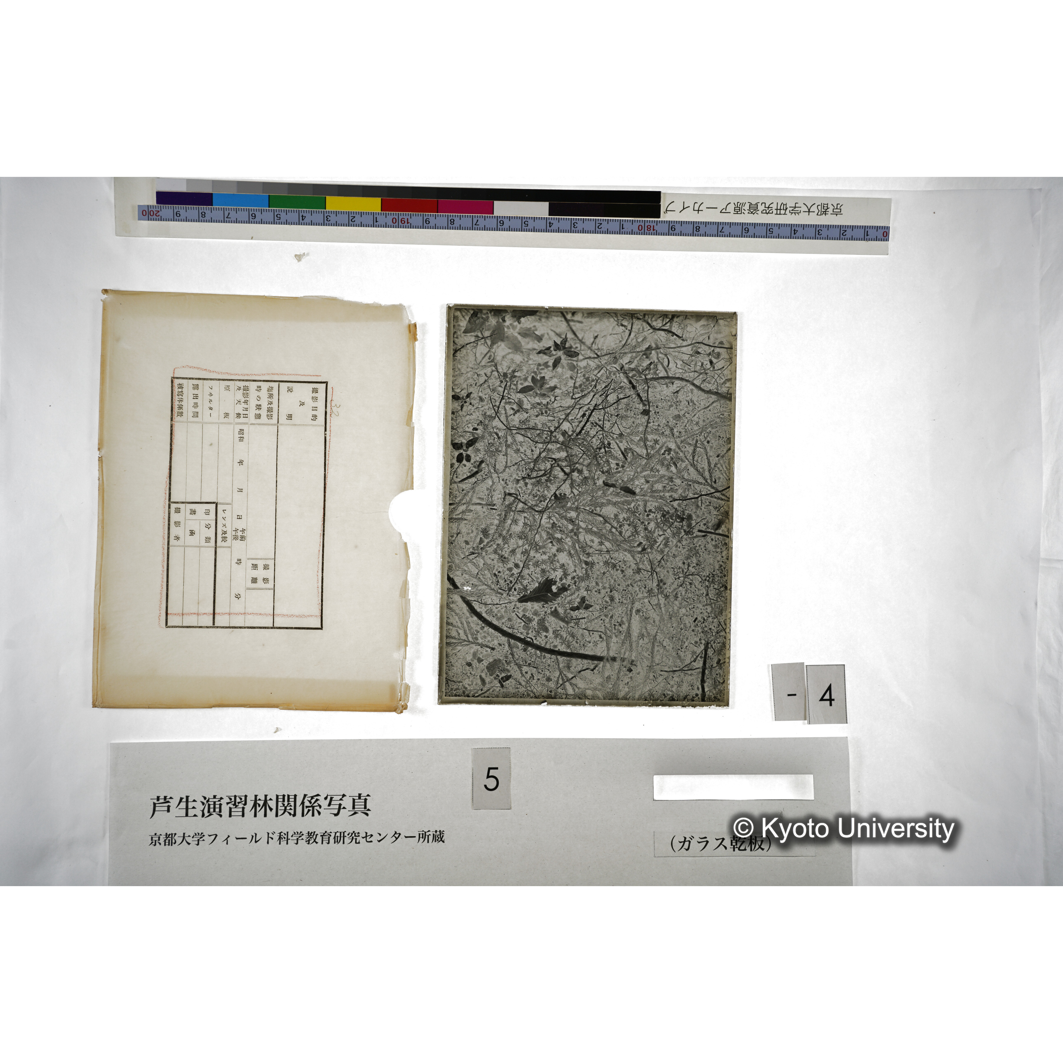 （ガラス乾板芦生柴田3-004） (5)