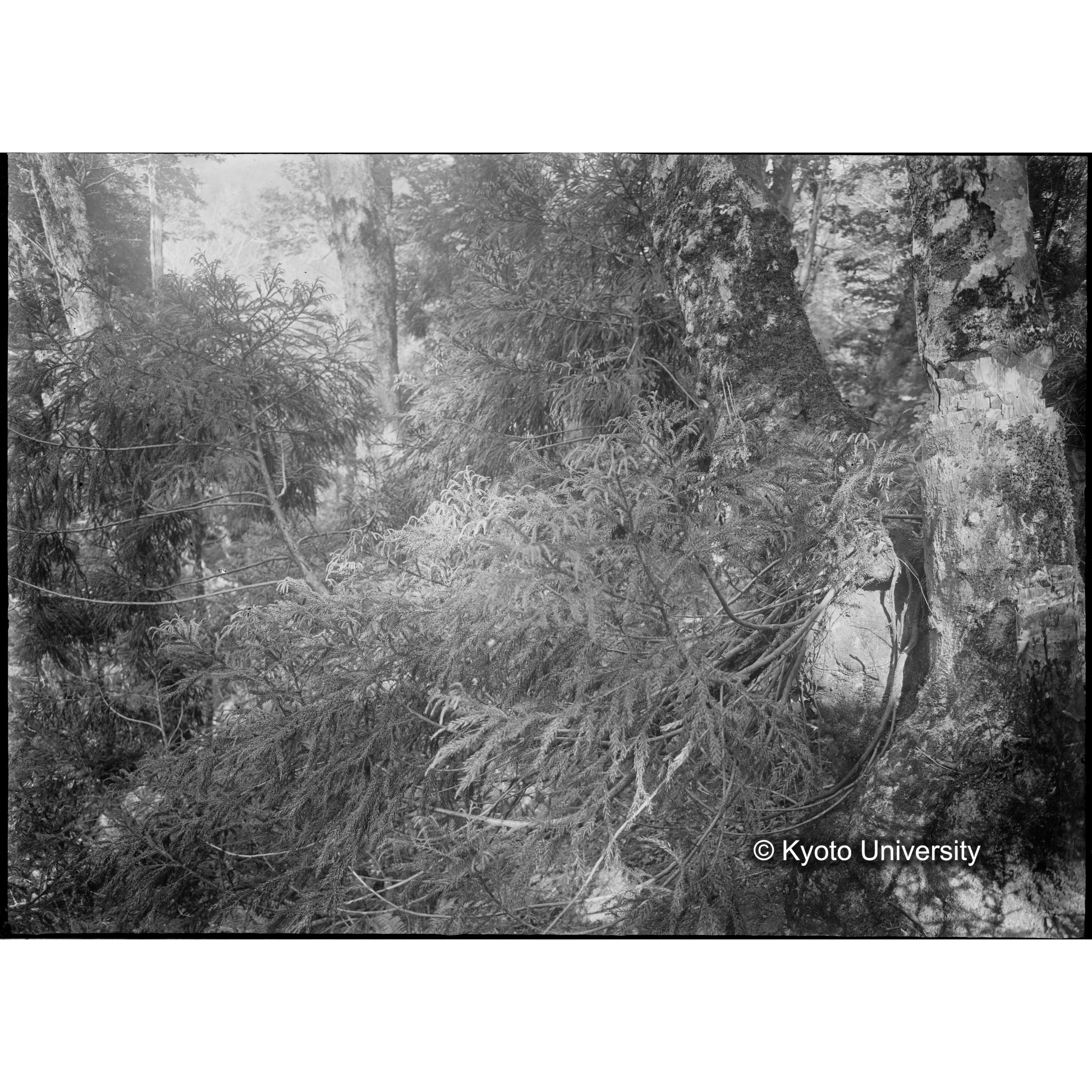 天然生杉の伏條形成の状態 長治谷附近 (1)