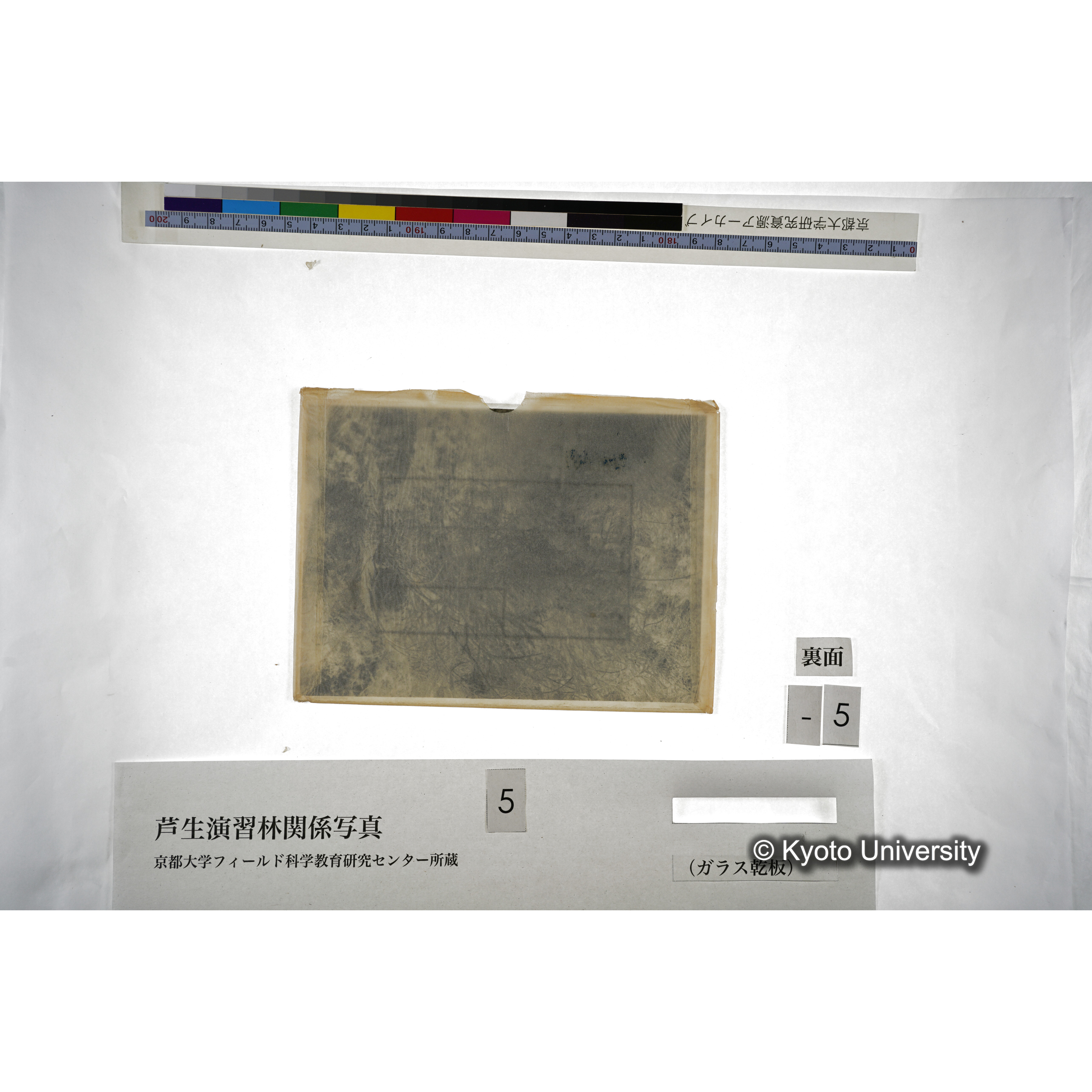 天然生杉の伏條形成の状態 長治谷附近 (2)