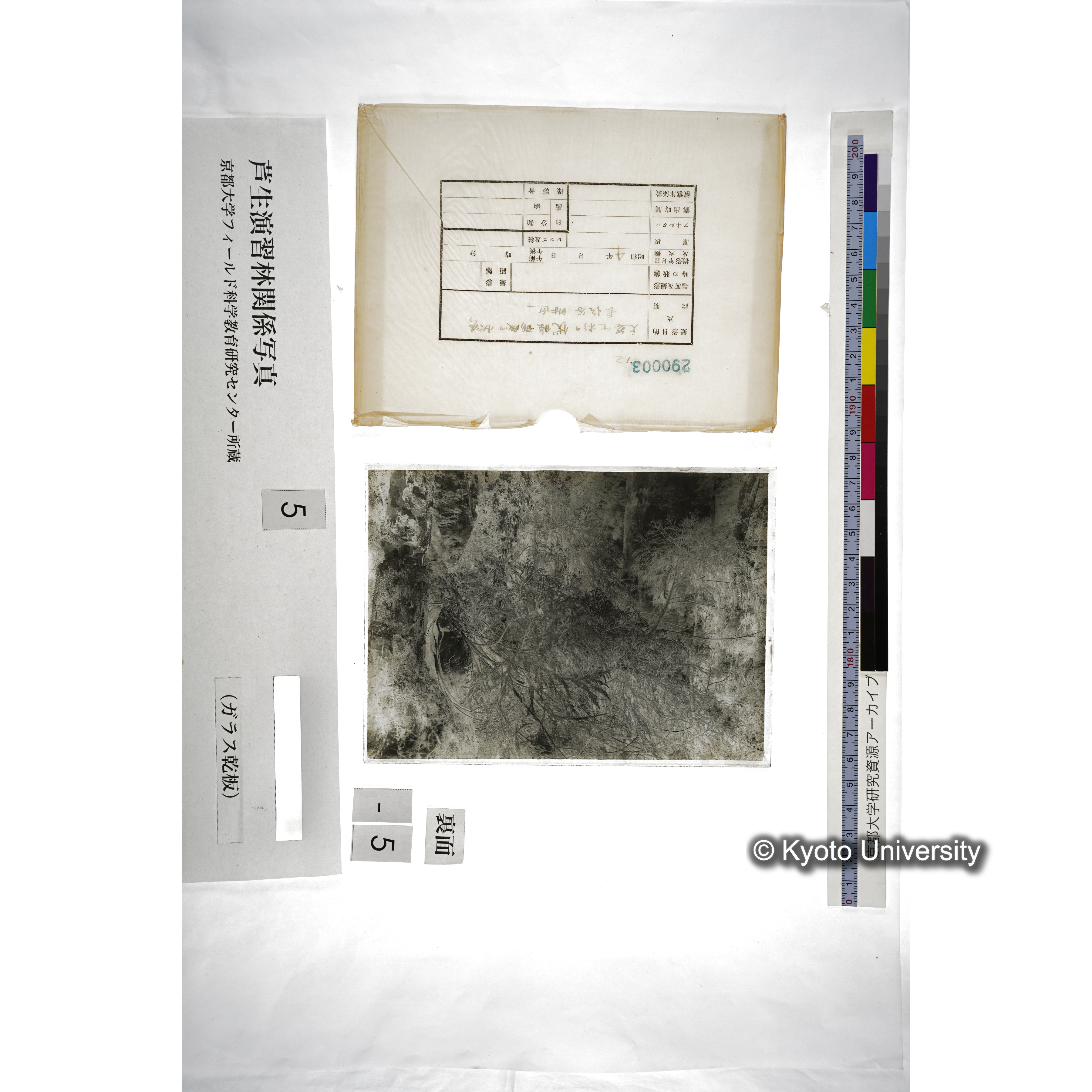 天然生杉の伏條形成の状態 長治谷附近 (3)