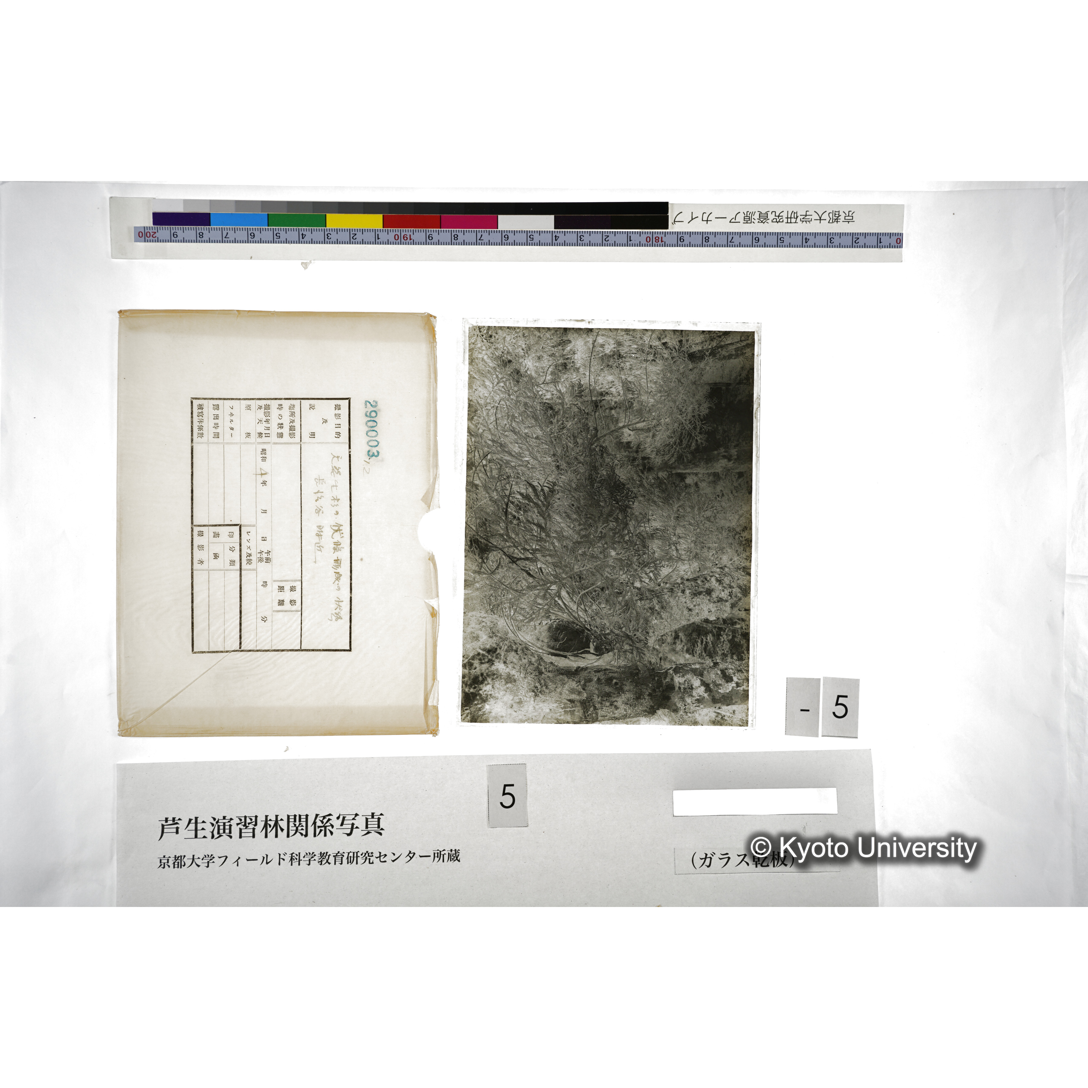 天然生杉の伏條形成の状態 長治谷附近 (5)