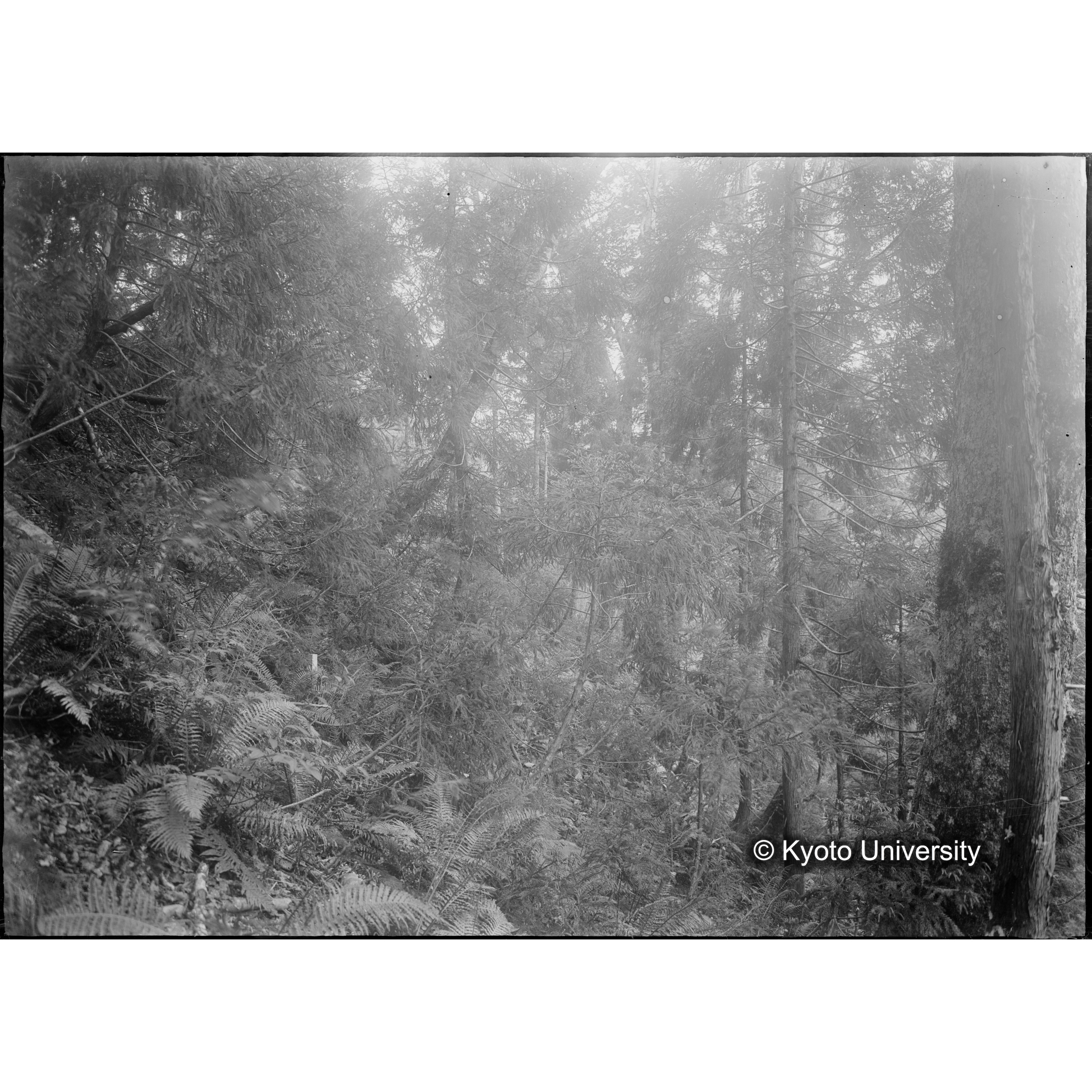 伏條杉の密生状態 （長治谷所見） (1)