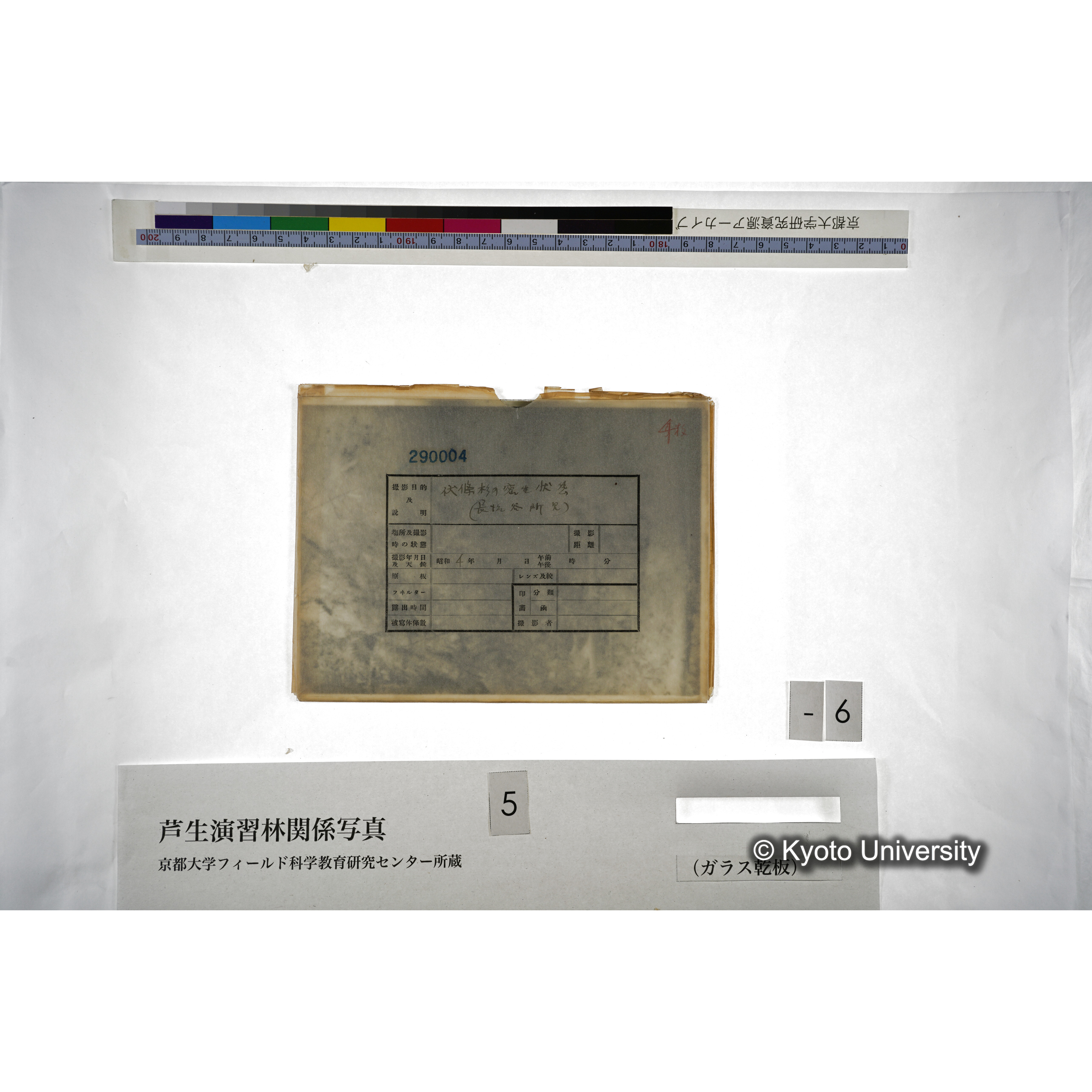 伏條杉の密生状態 （長治谷所見） (2)