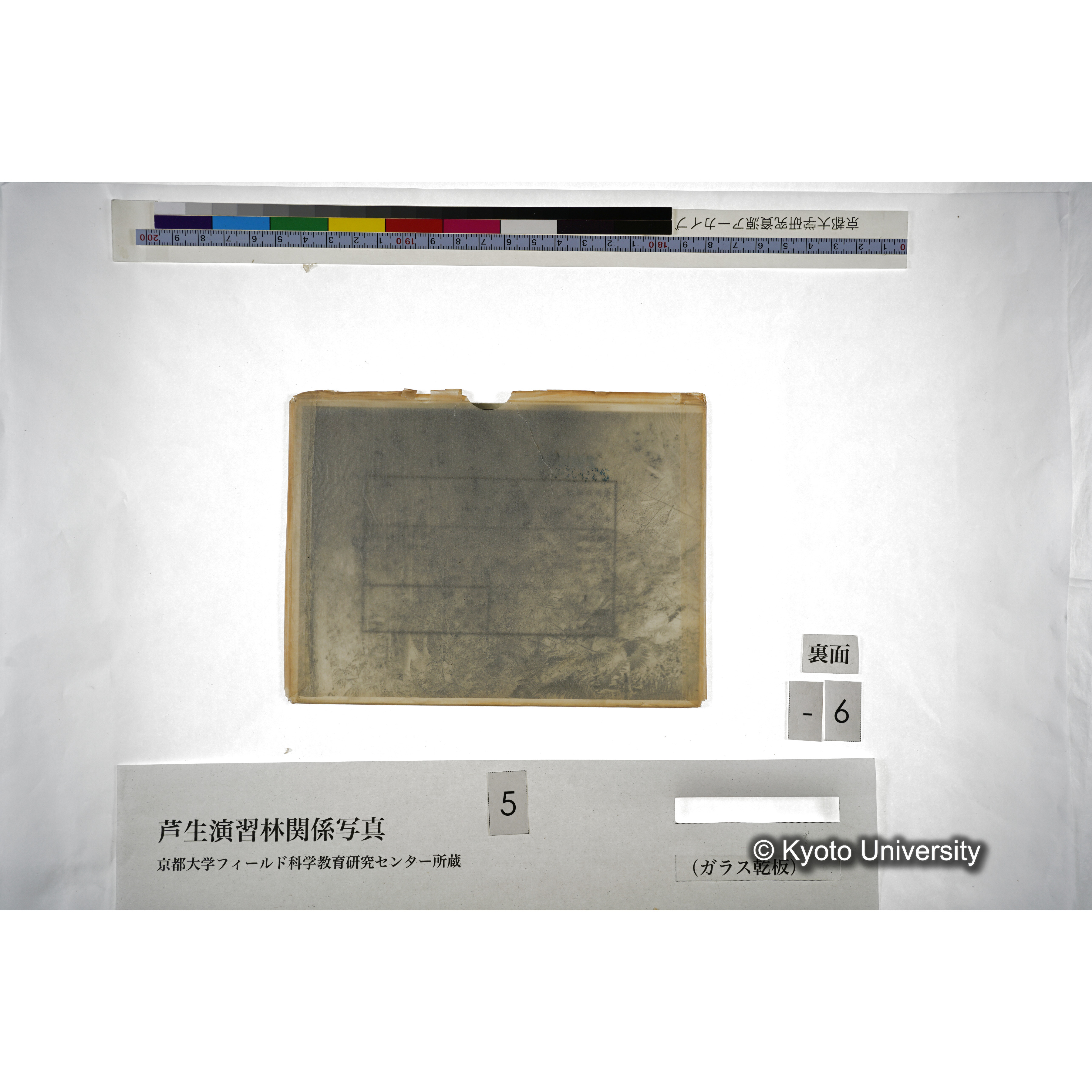 伏條杉の密生状態 （長治谷所見） (3)