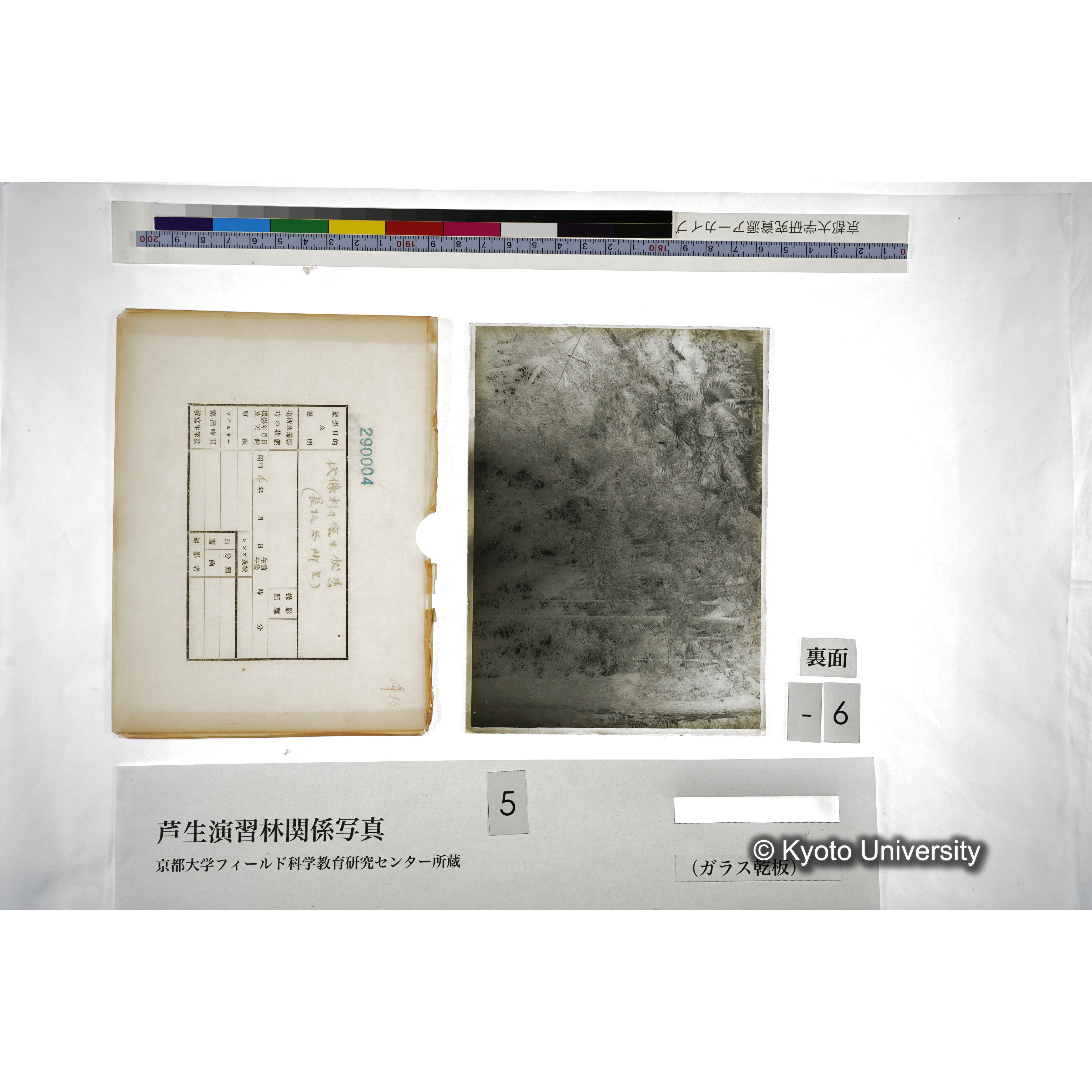 伏條杉の密生状態 （長治谷所見） (4)