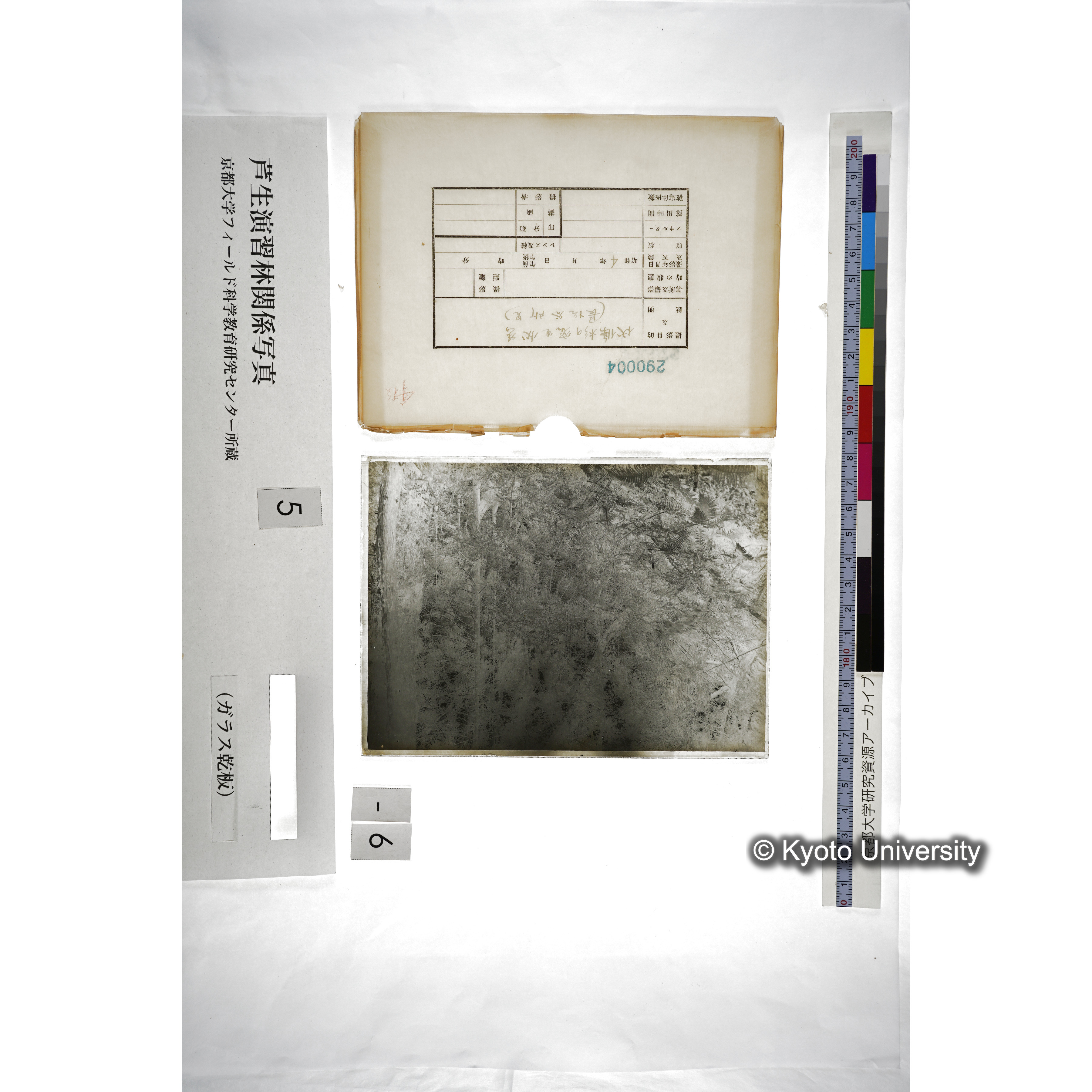 伏條杉の密生状態 （長治谷所見） (5)