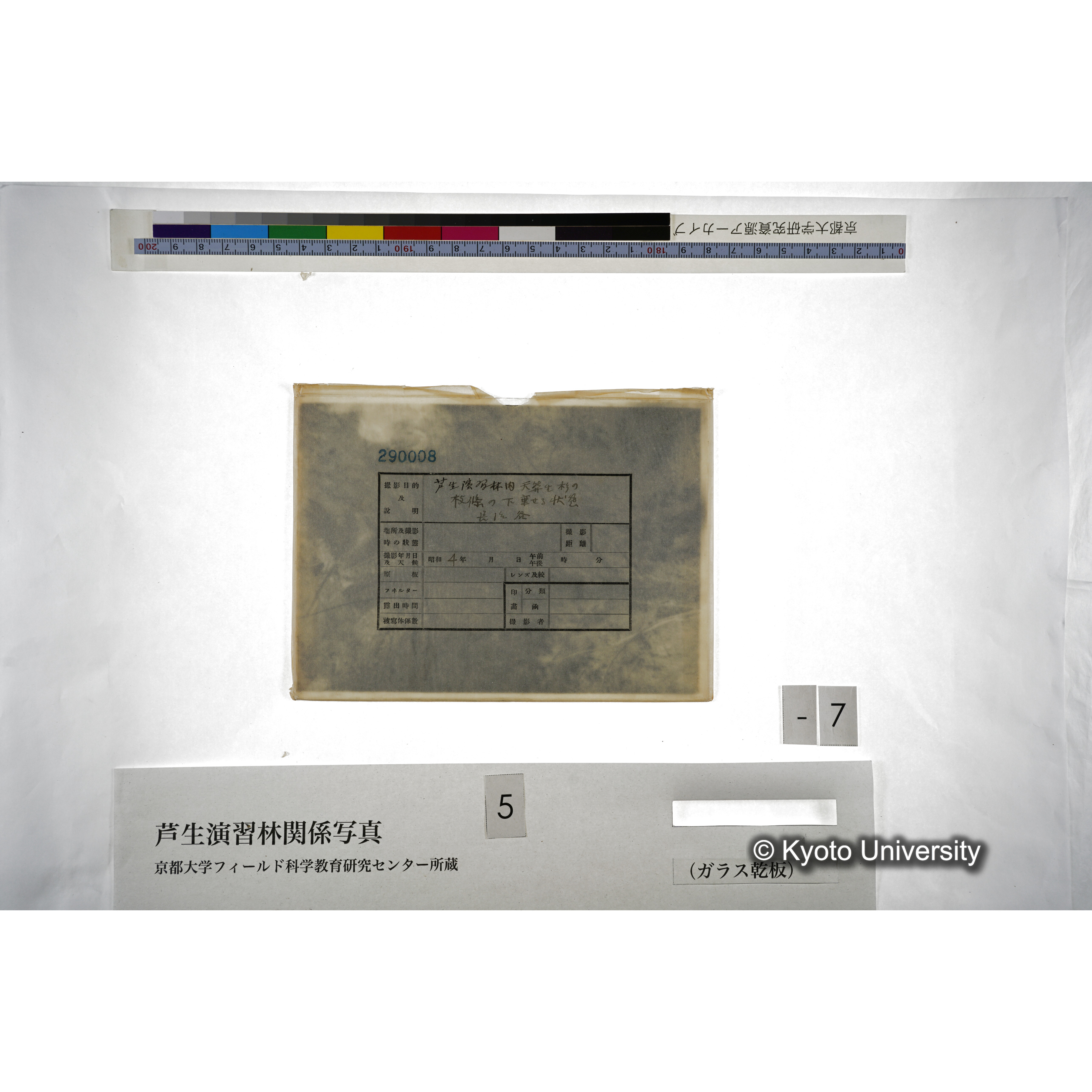 芦生演習林内天然生杉の枝條の下垂せる状態 長治谷 (2)