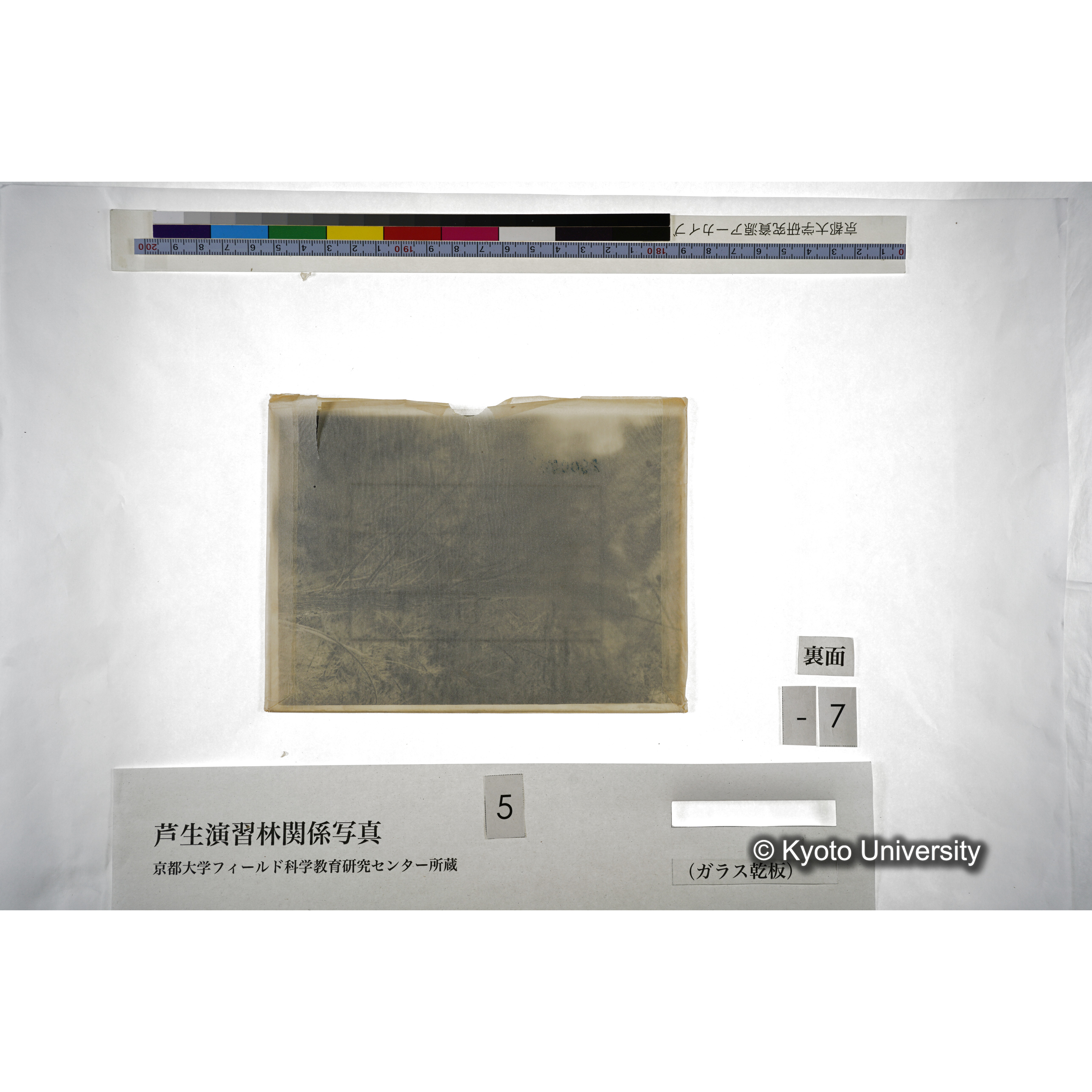 芦生演習林内天然生杉の枝條の下垂せる状態 長治谷 (4)