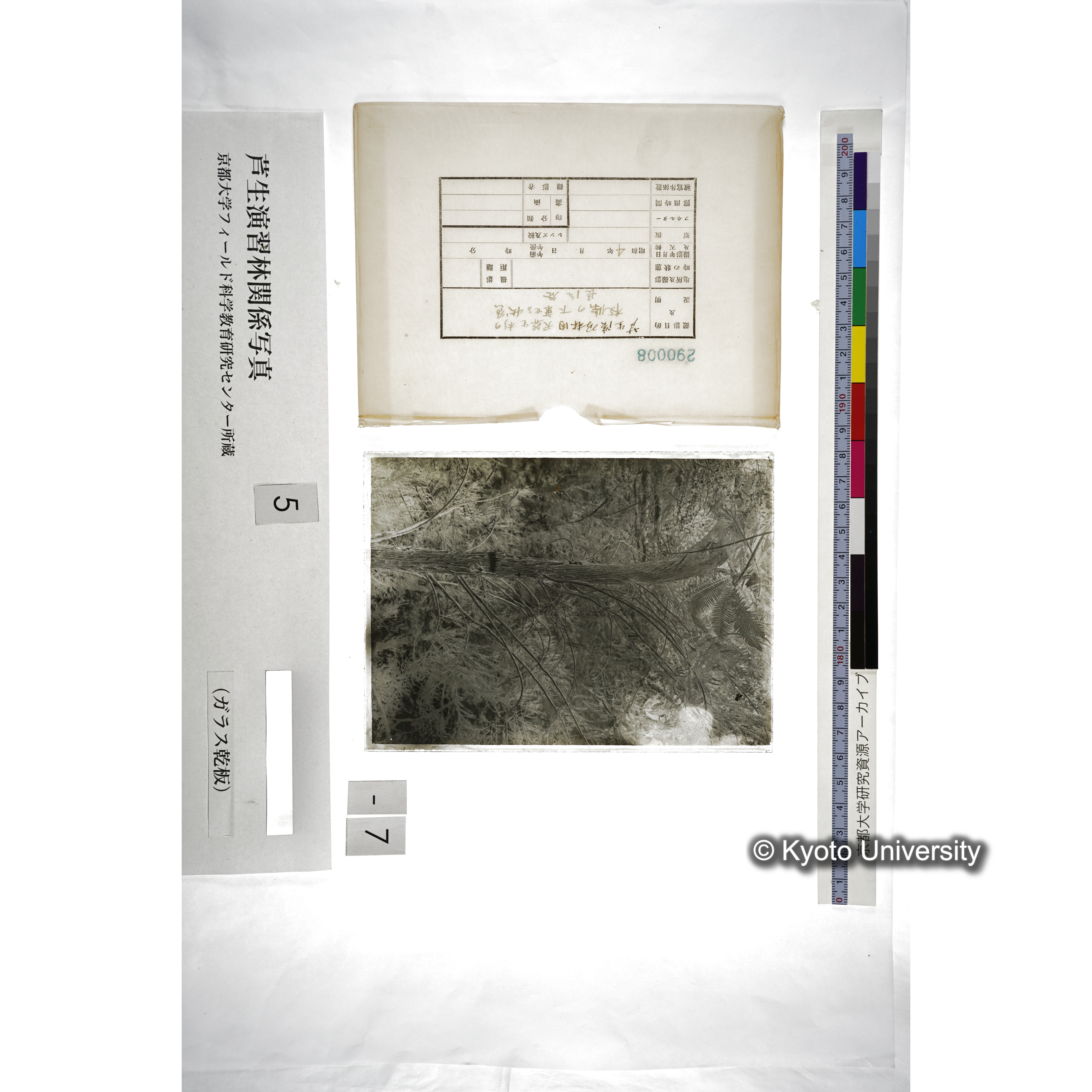 芦生演習林内天然生杉の枝條の下垂せる状態 長治谷 (5)