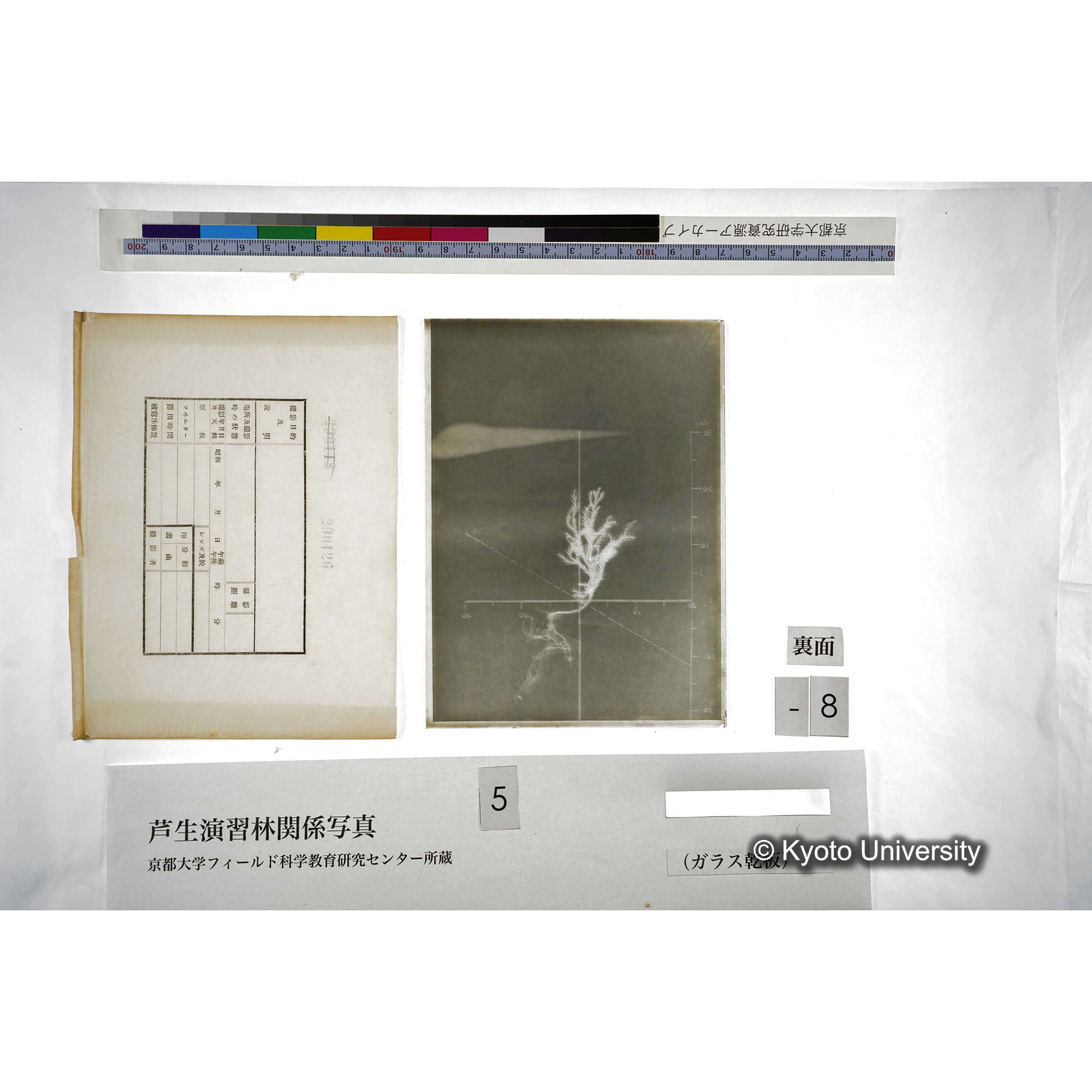 （ガラス乾板芦生柴田3-009） (2)