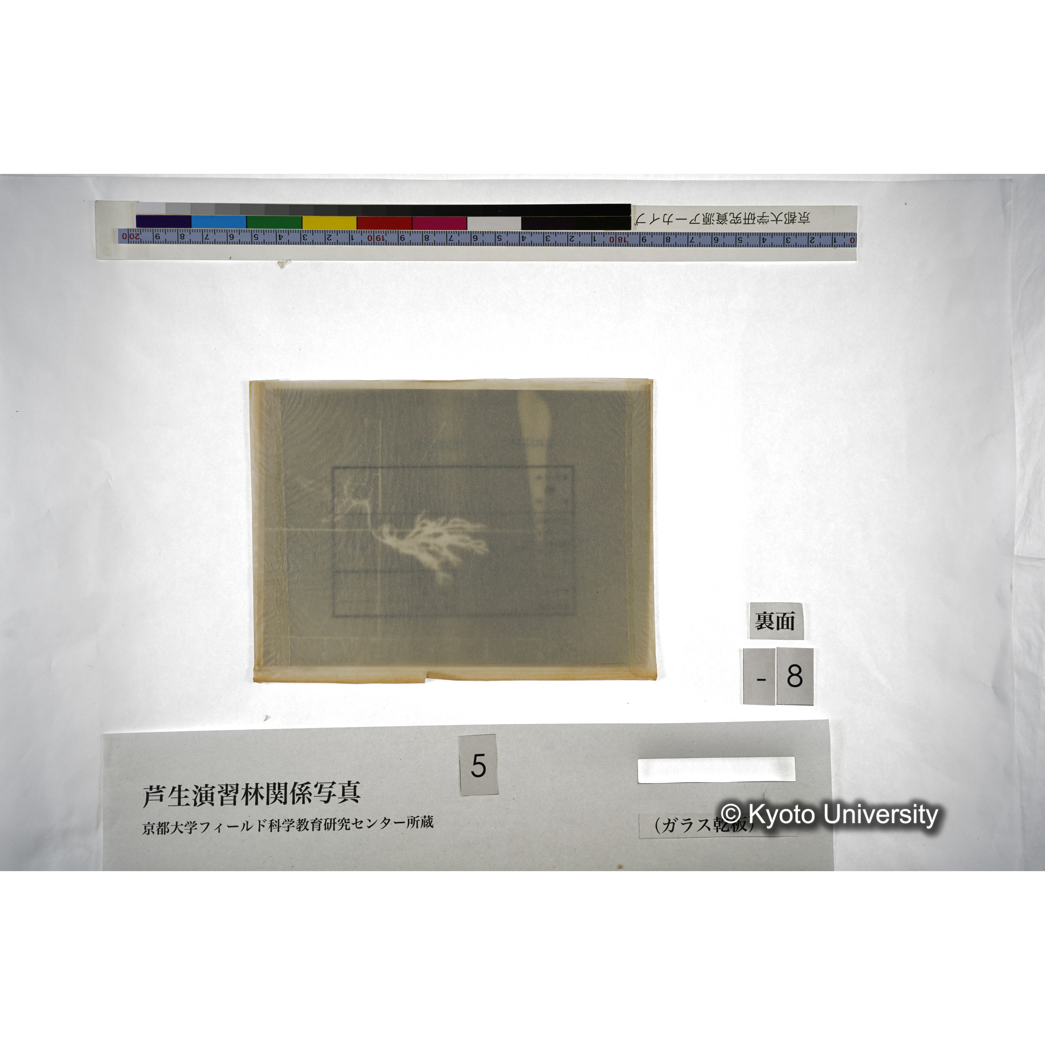 （ガラス乾板芦生柴田3-009） (3)