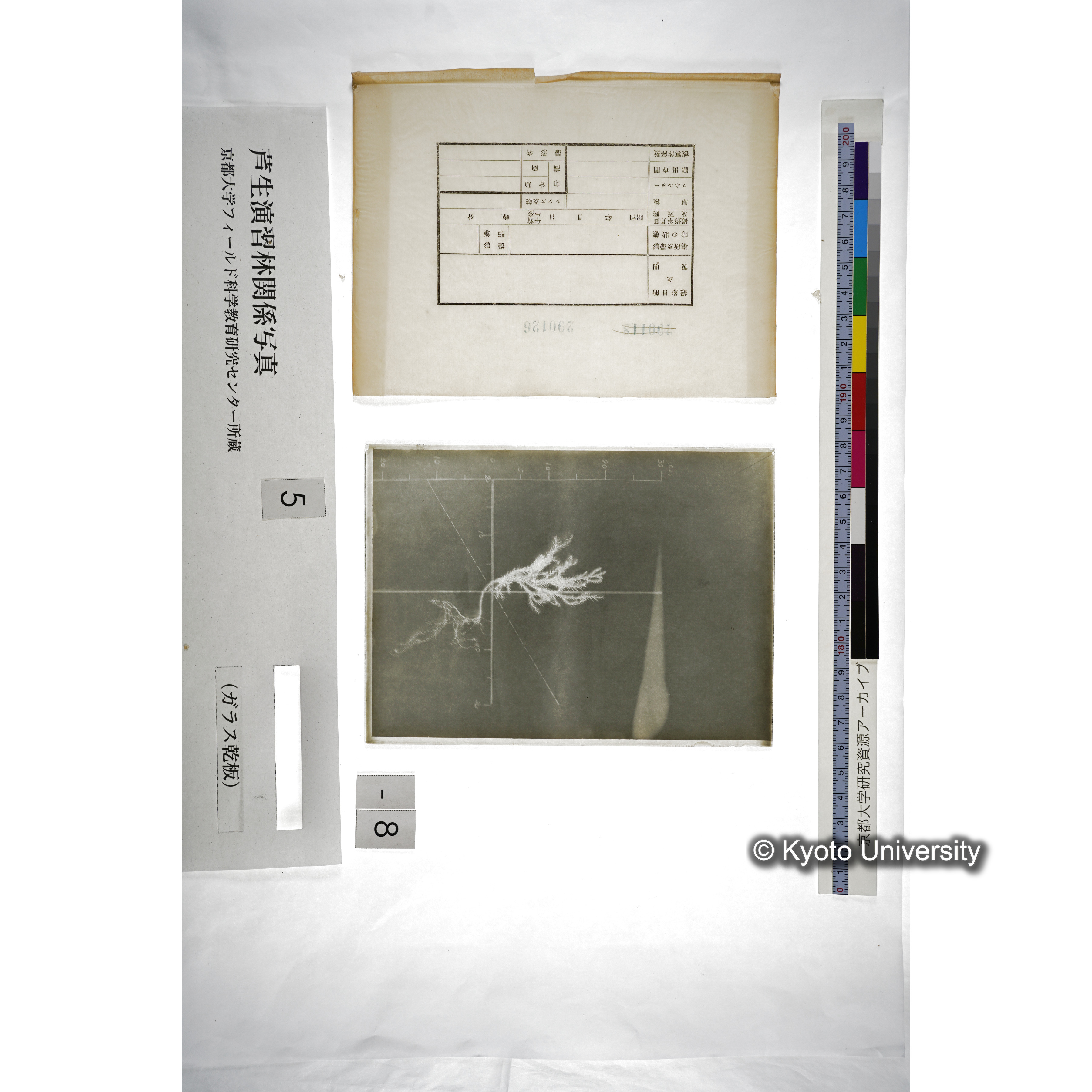 （ガラス乾板芦生柴田3-009） (5)