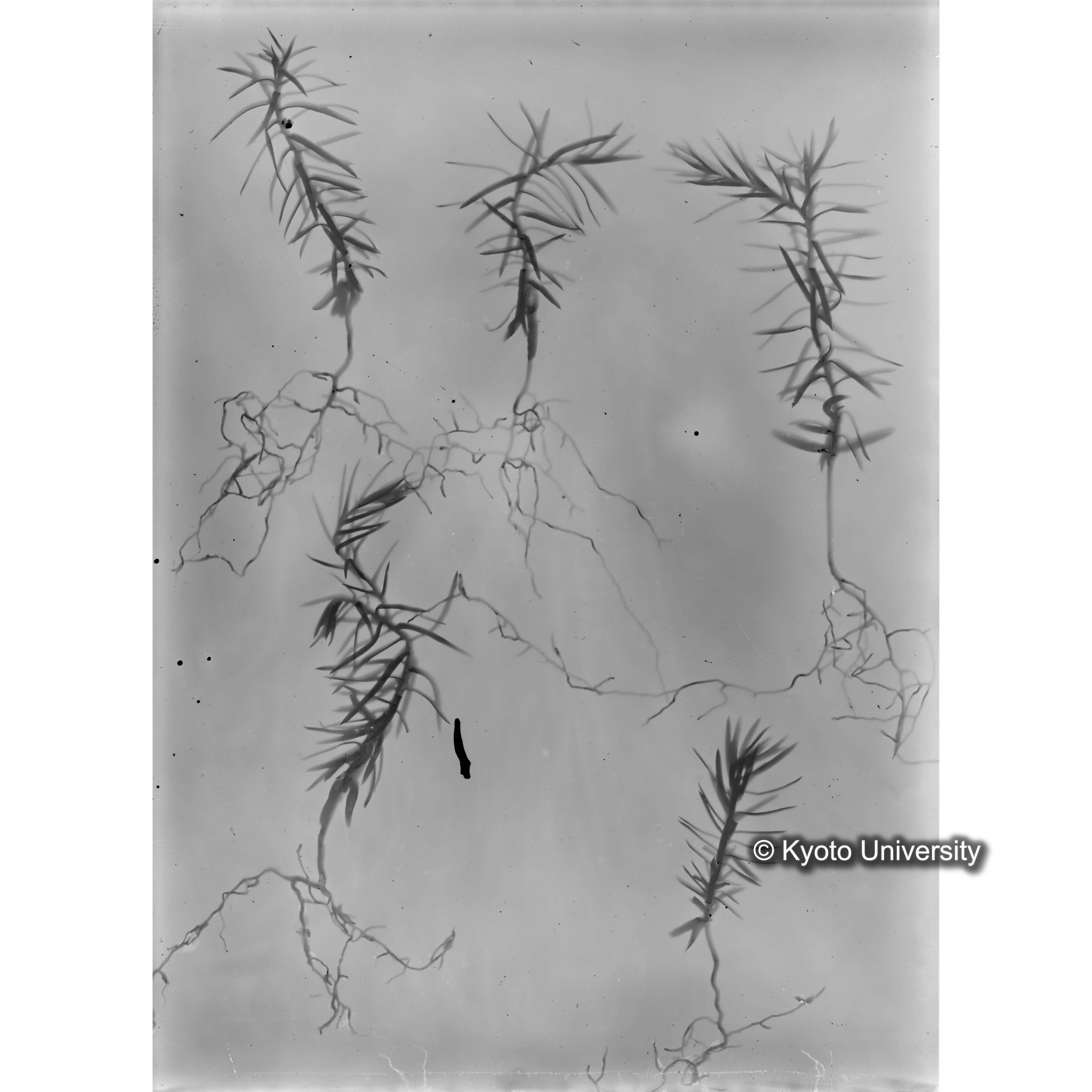 （ガラス乾板芦生柴田3-010） (1)