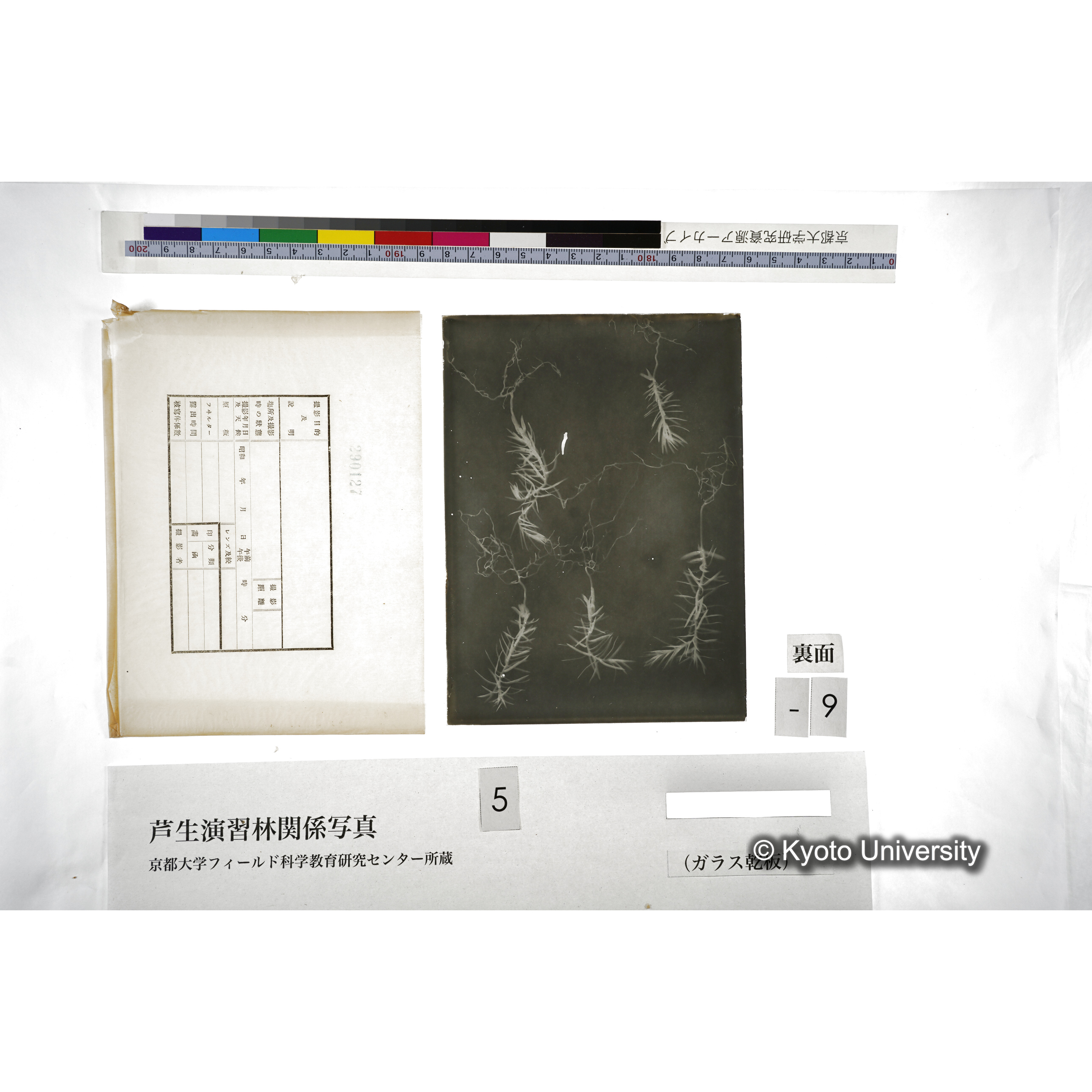 （ガラス乾板芦生柴田3-010） (2)