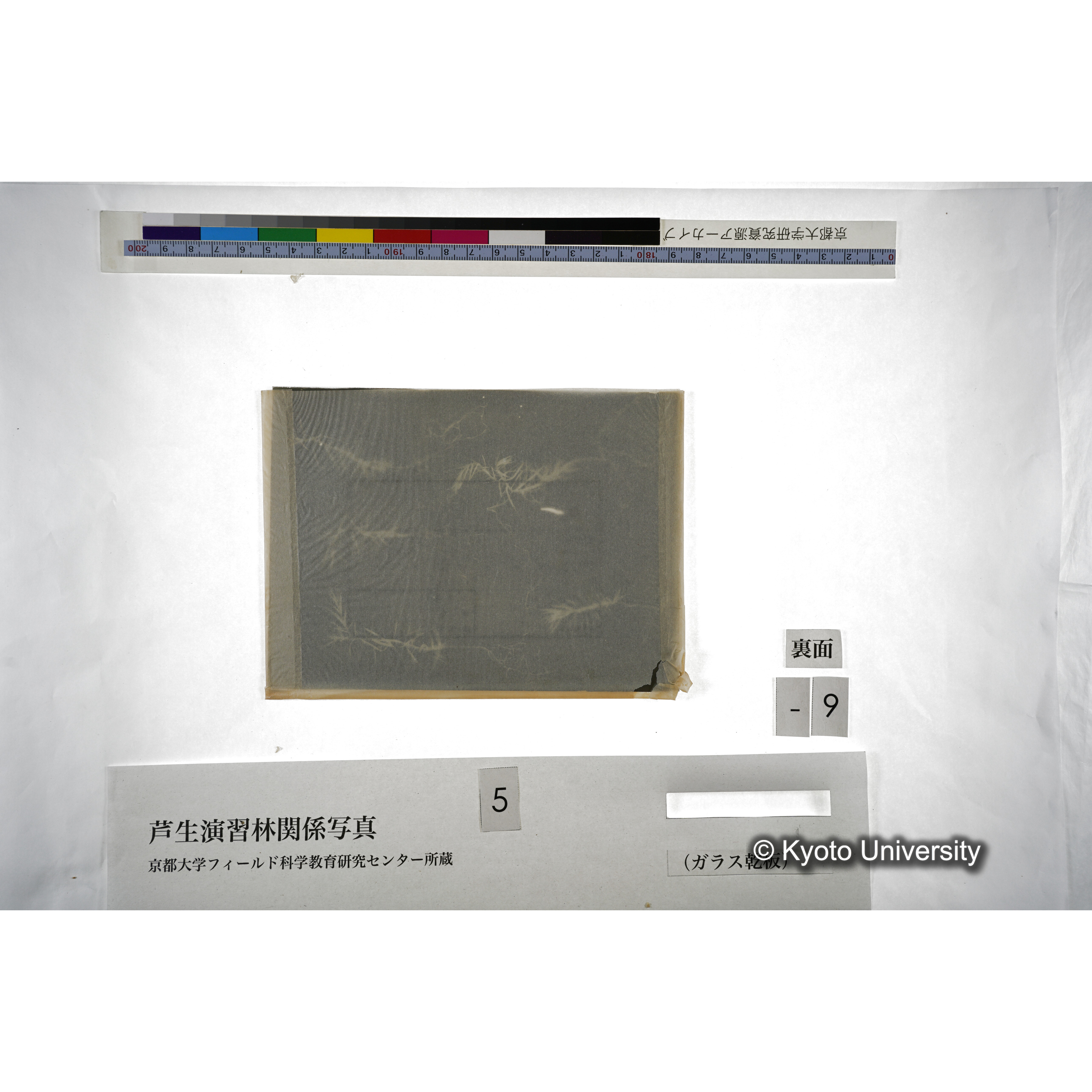 （ガラス乾板芦生柴田3-010） (3)