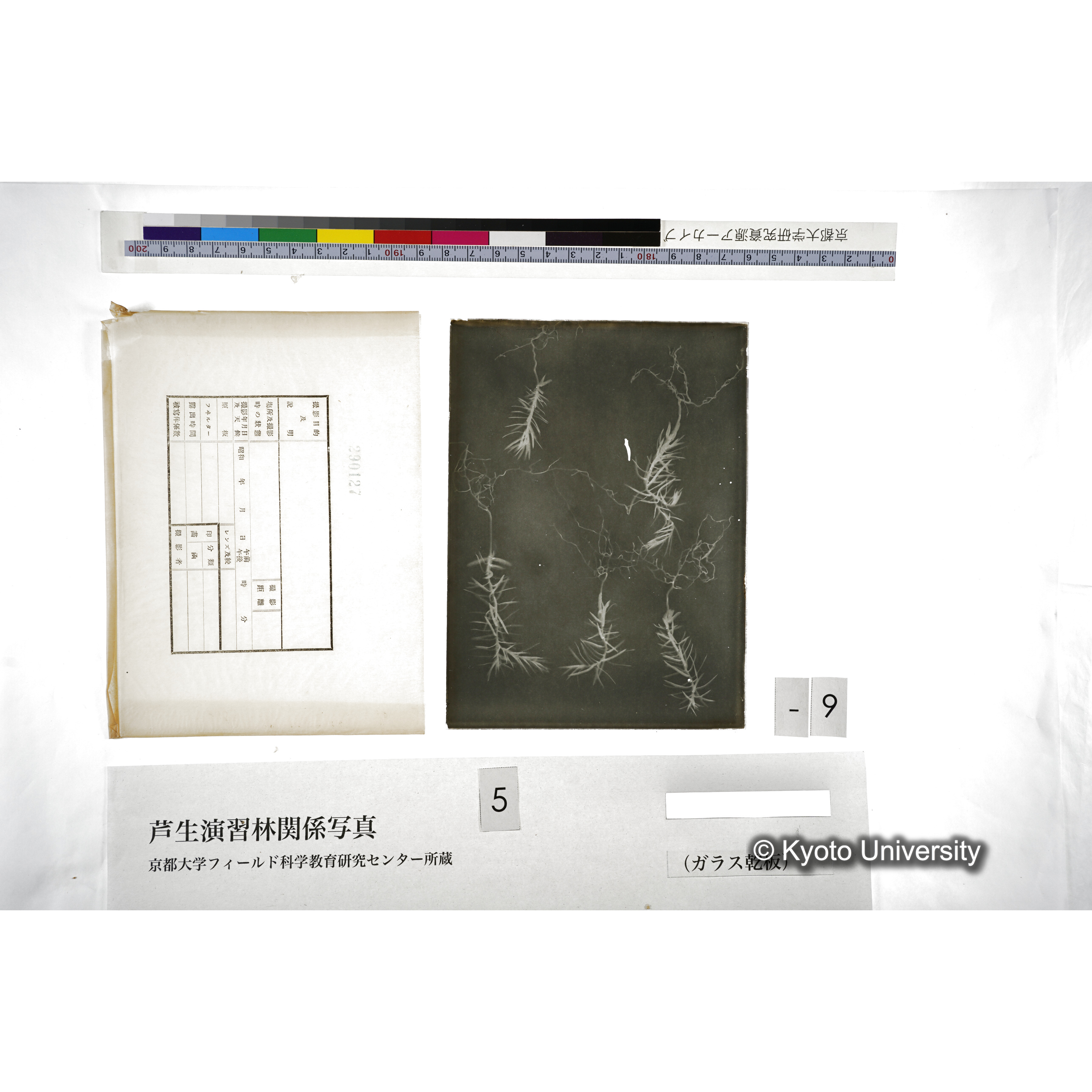 （ガラス乾板芦生柴田3-010） (5)
