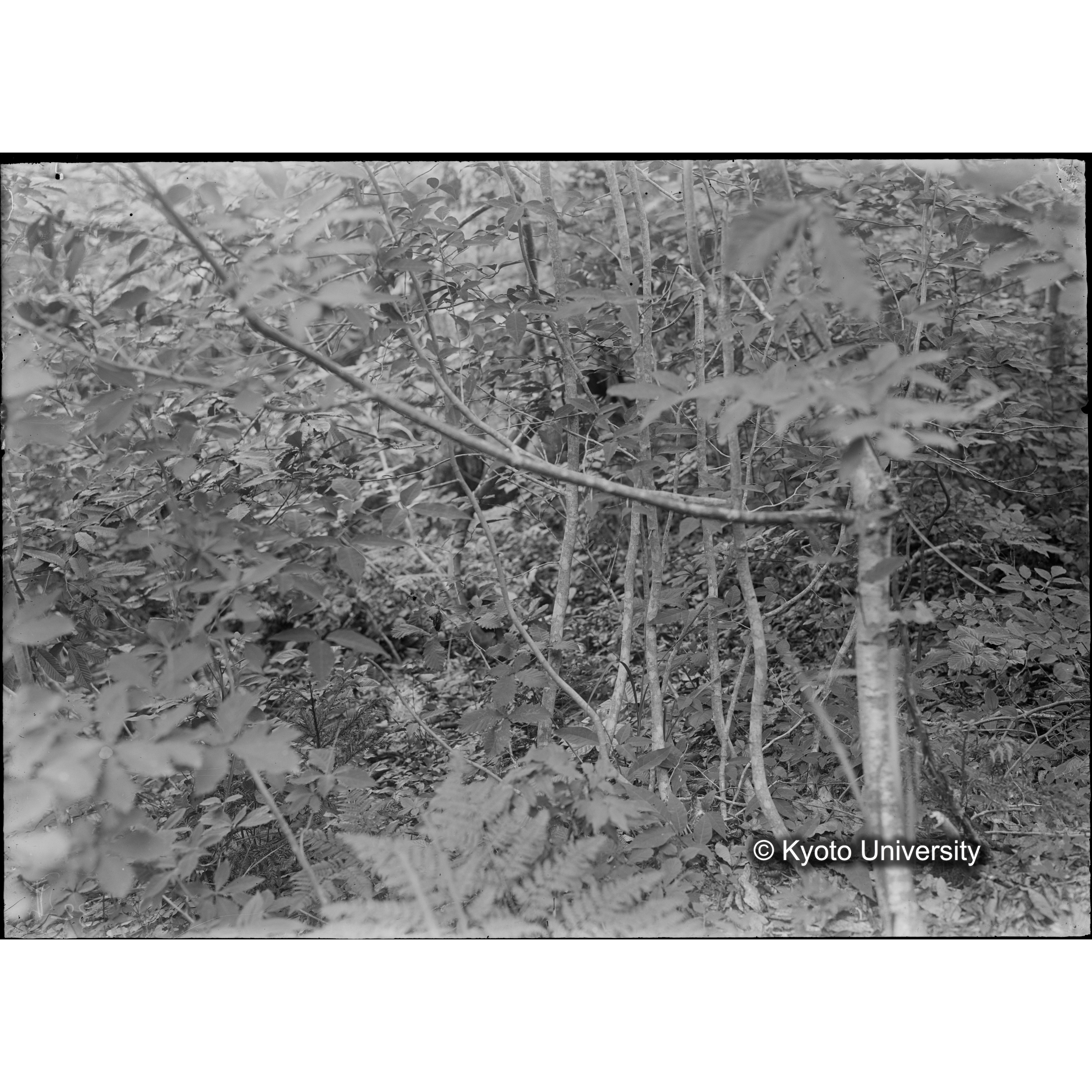 （ガラス乾板芦生柴田3-011） (1)