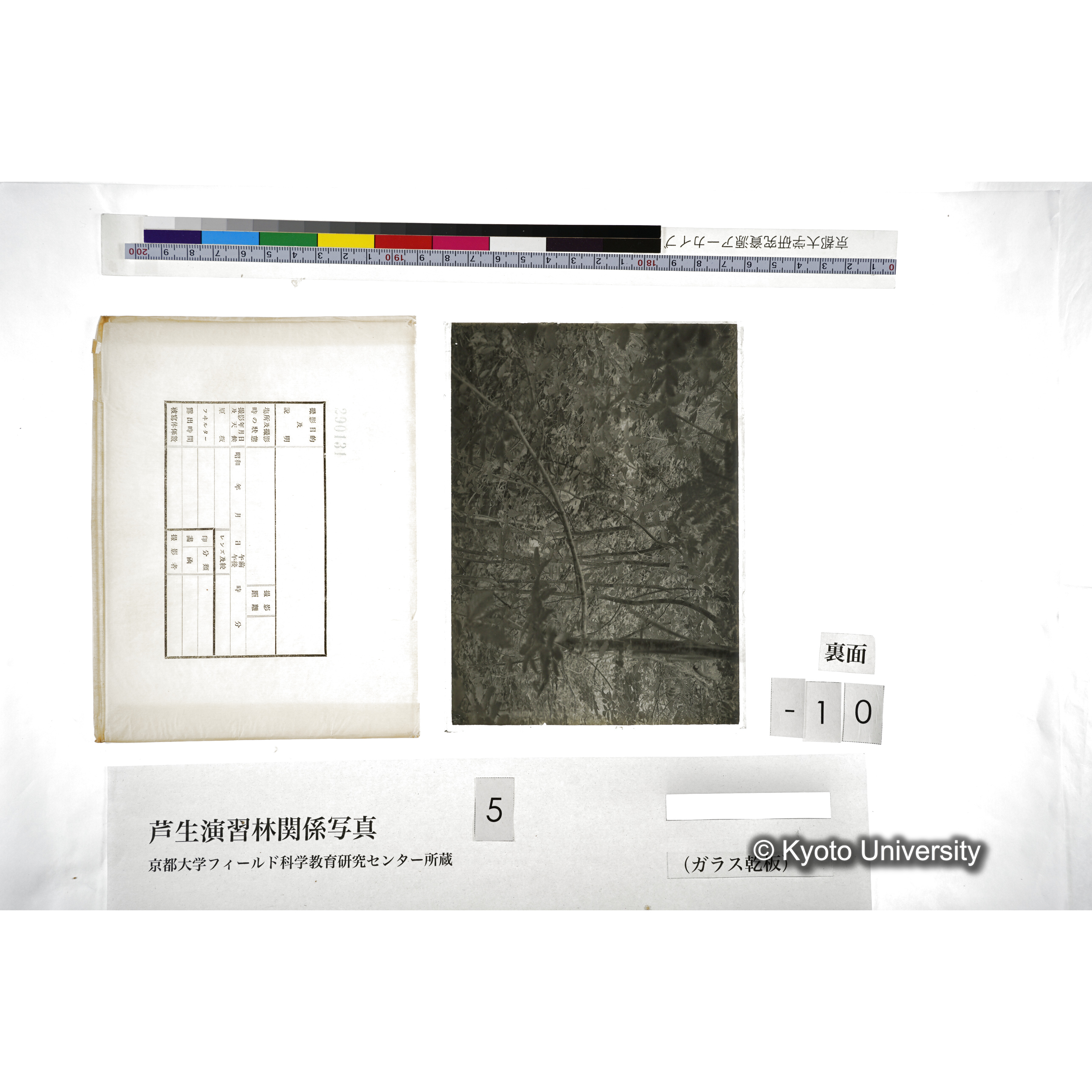 （ガラス乾板芦生柴田3-011） (2)