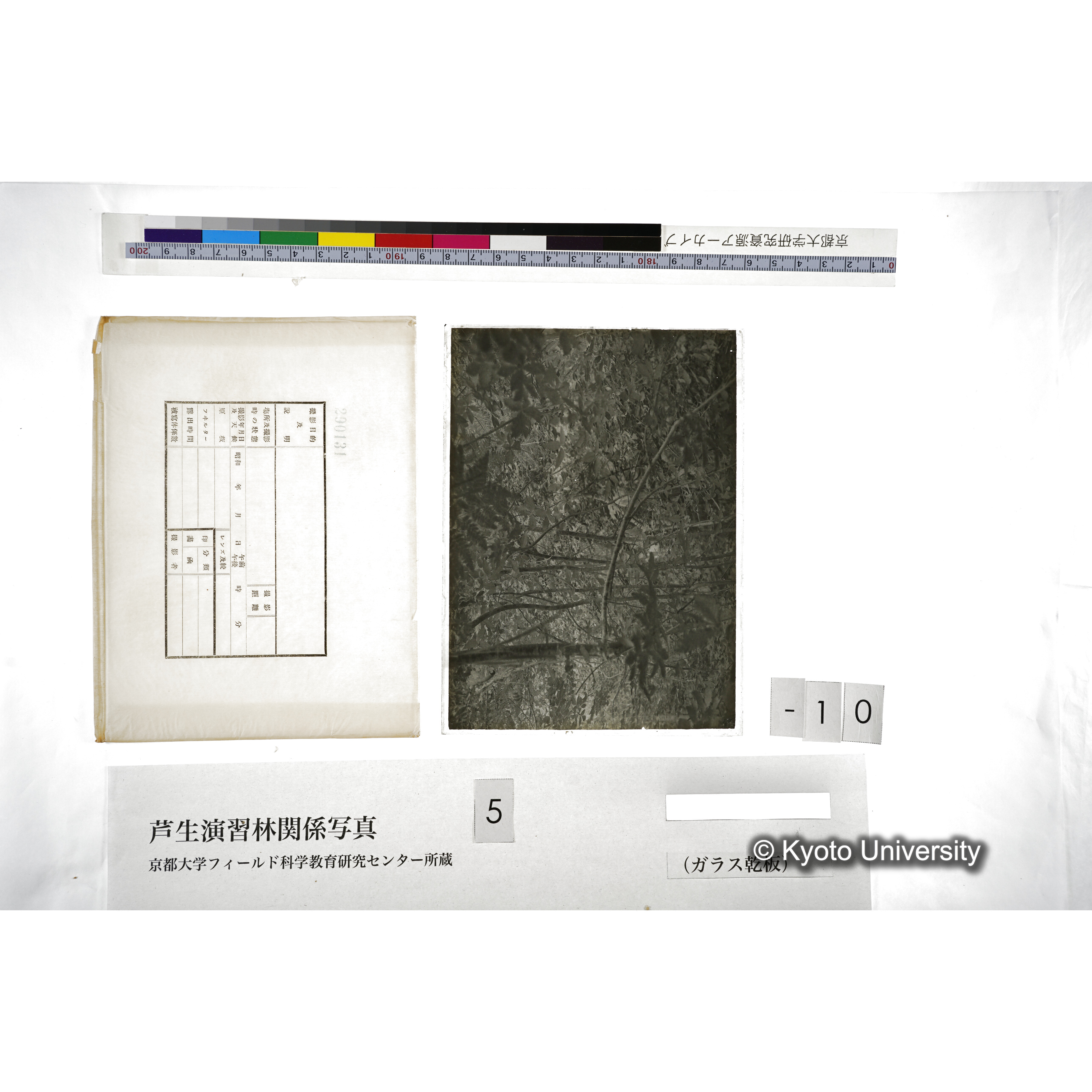 （ガラス乾板芦生柴田3-011） (5)