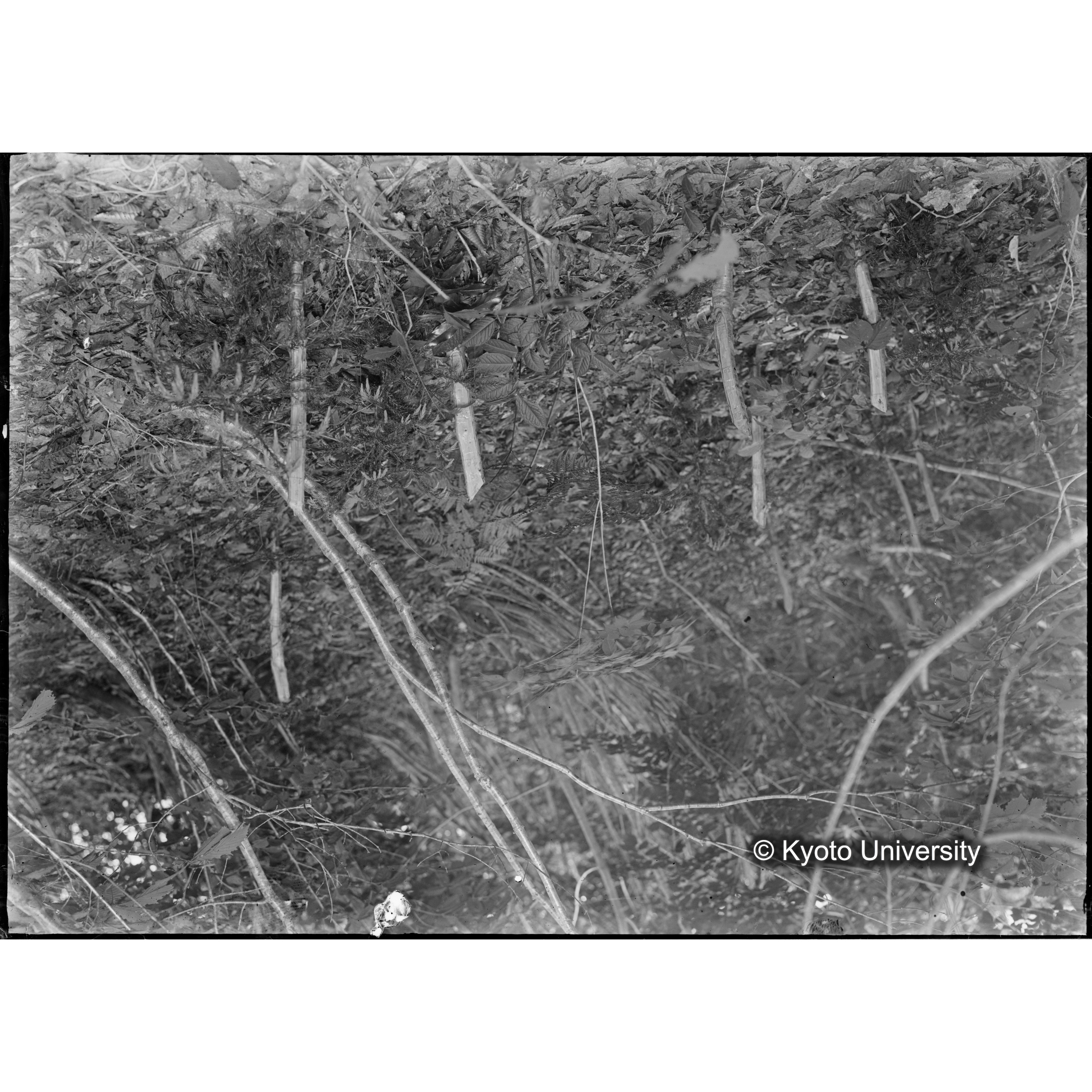 （ガラス乾板芦生柴田3-012） (1)