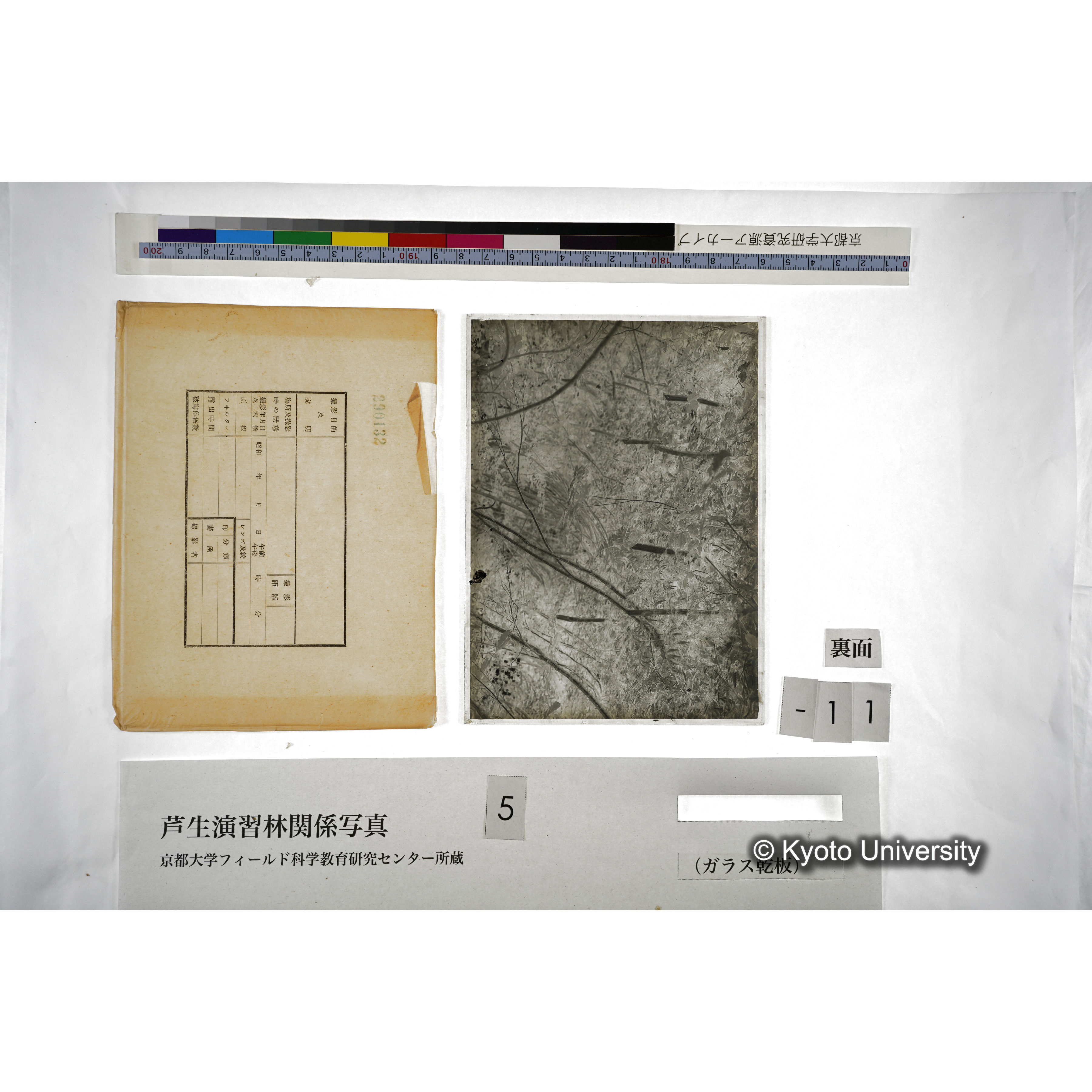 （ガラス乾板芦生柴田3-012） (2)