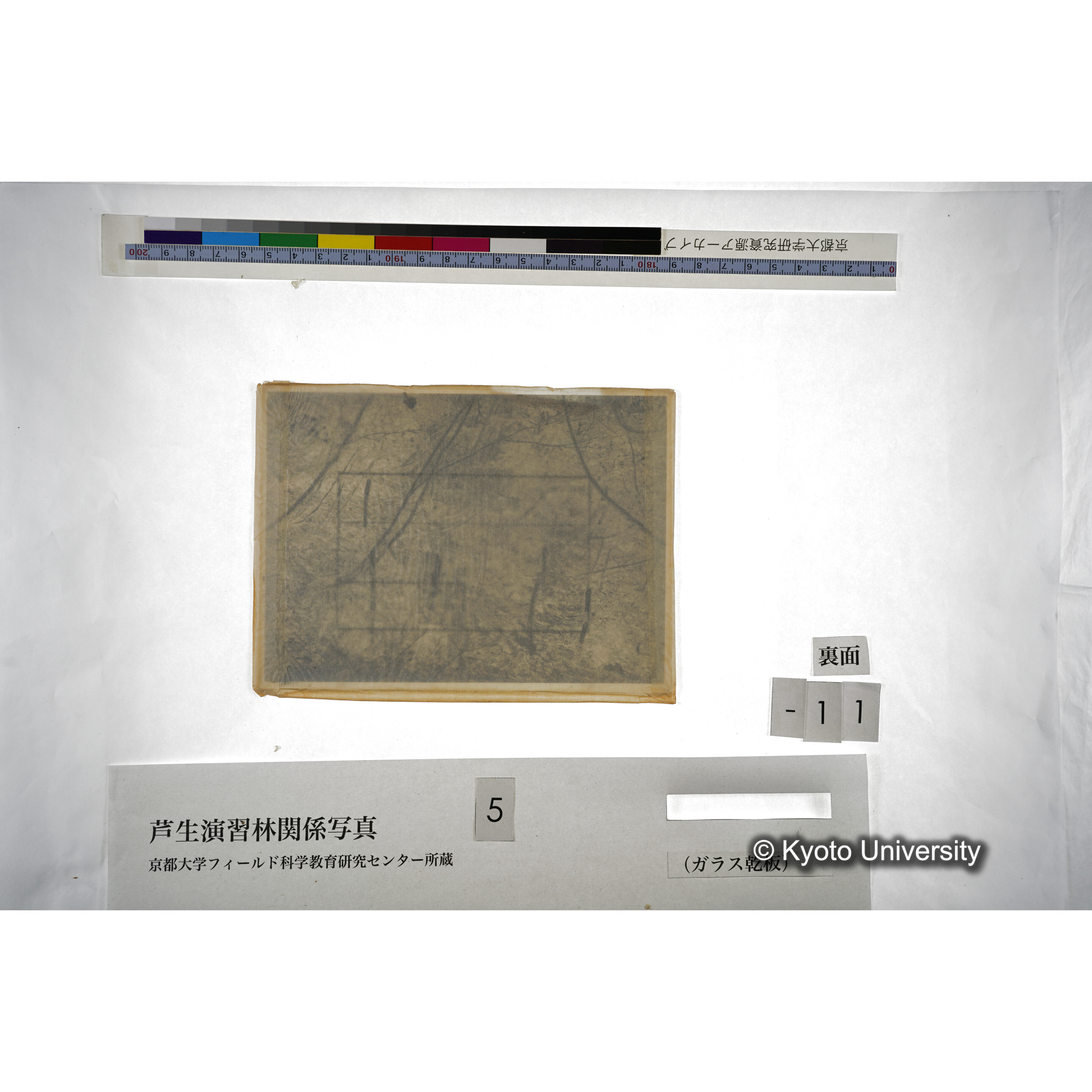（ガラス乾板芦生柴田3-012） (3)