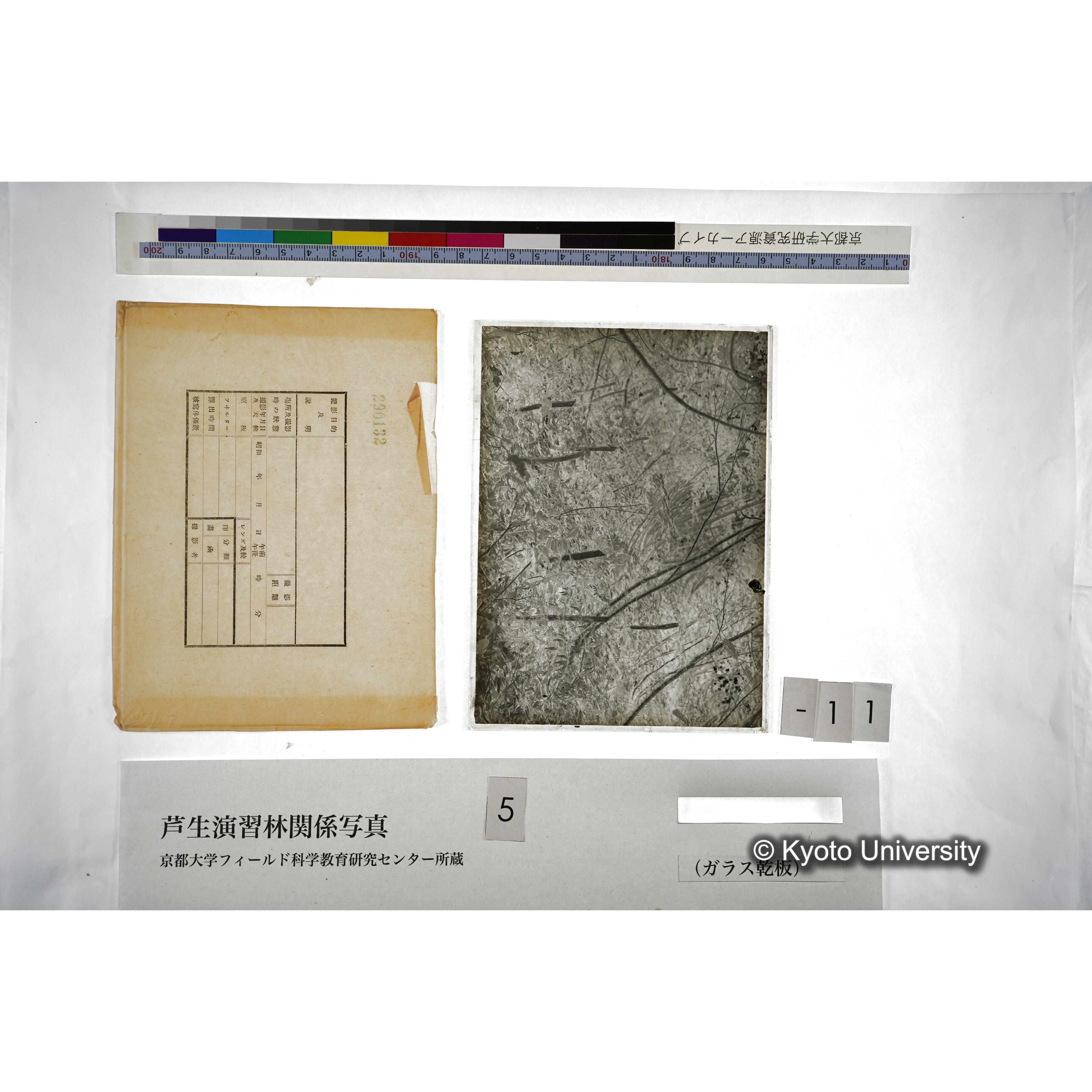 （ガラス乾板芦生柴田3-012） (5)
