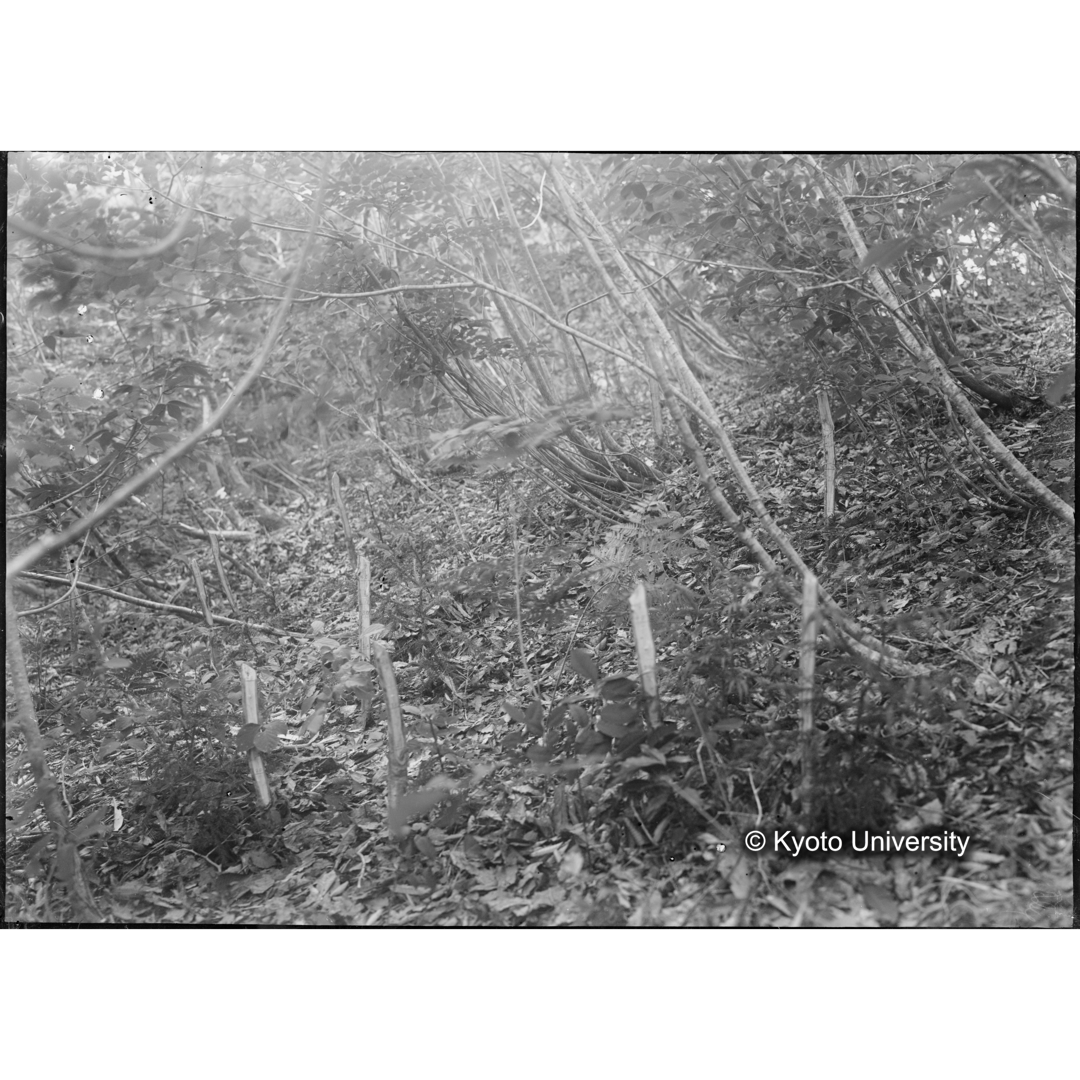 （ガラス乾板芦生柴田3-013） (1)