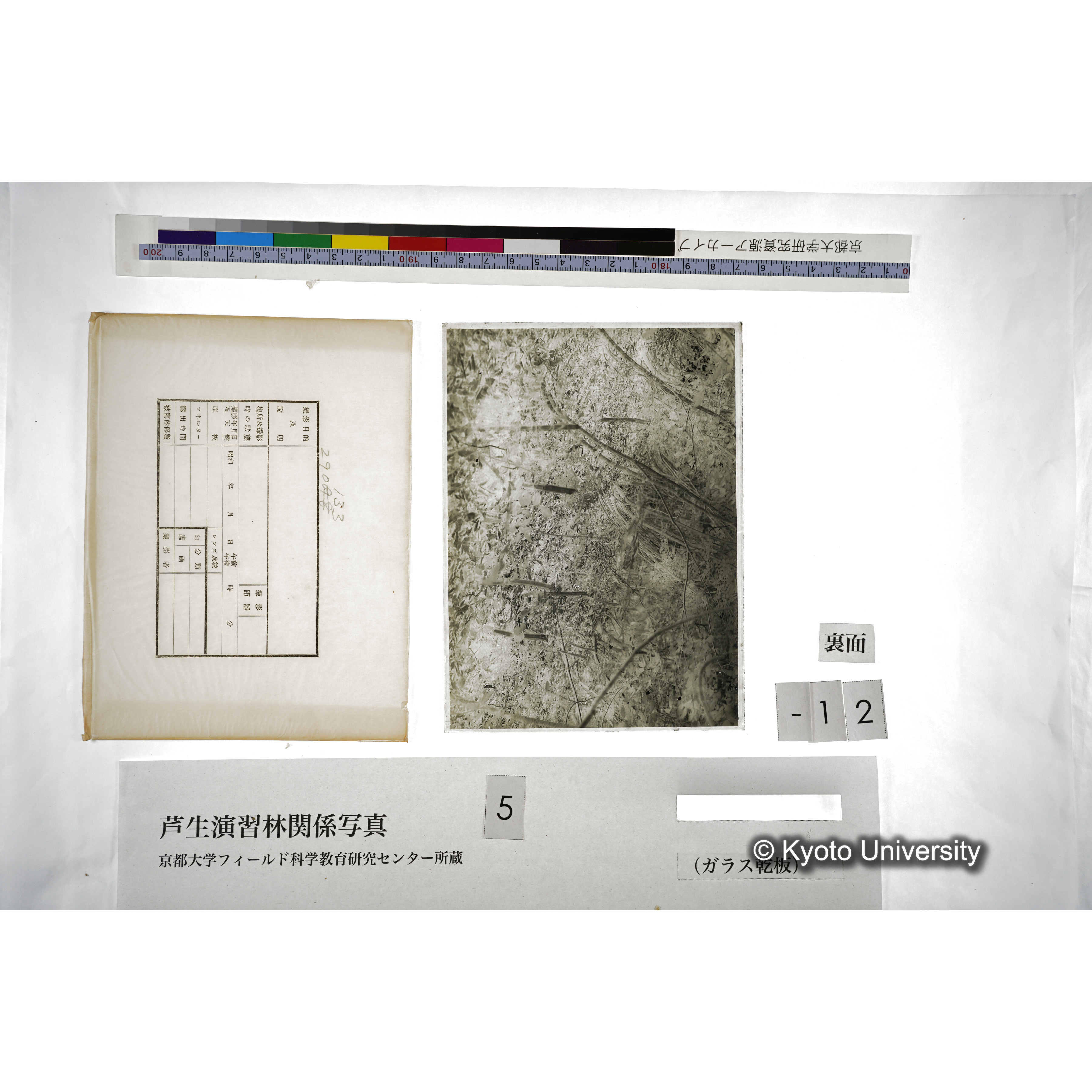 （ガラス乾板芦生柴田3-013） (3)
