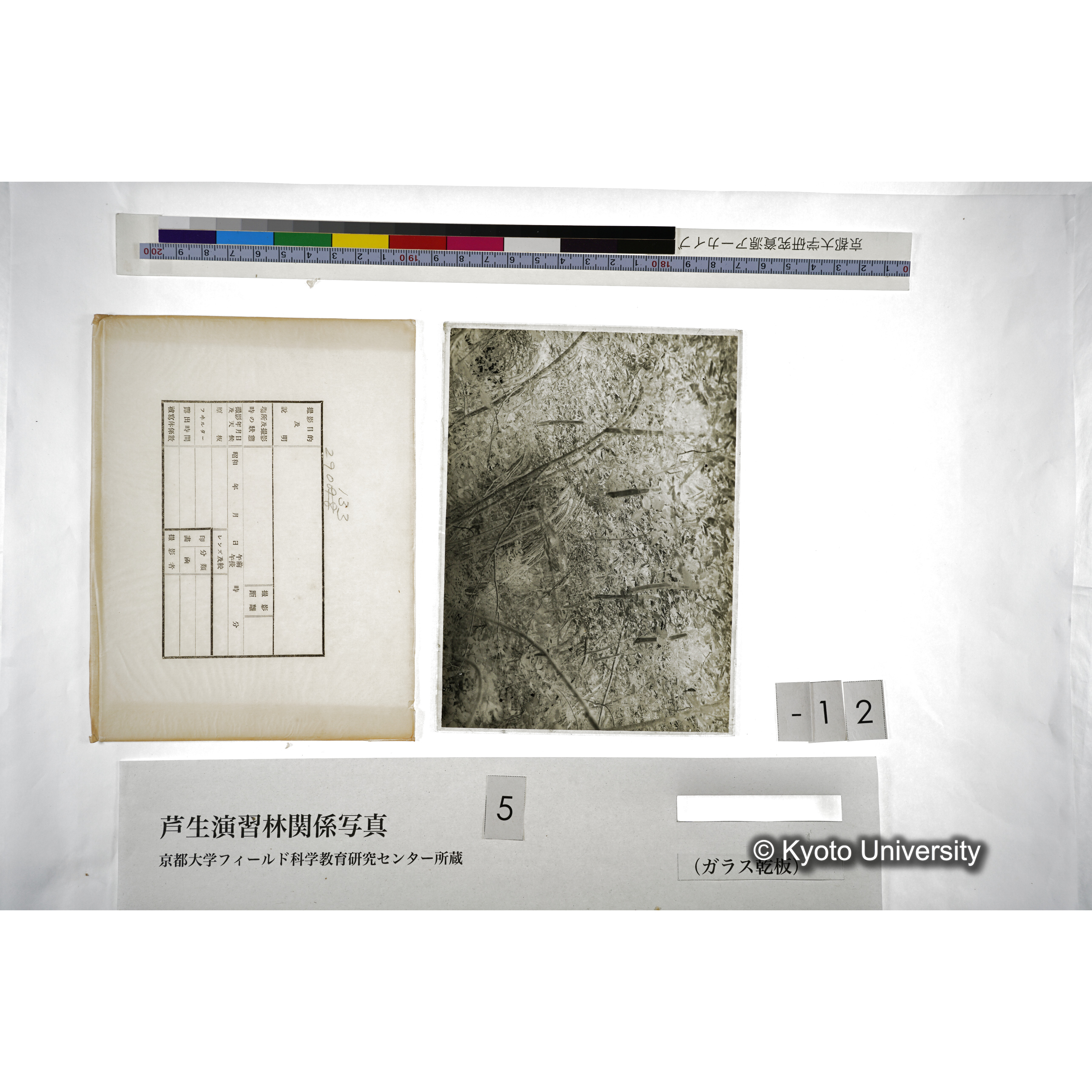 （ガラス乾板芦生柴田3-013） (5)