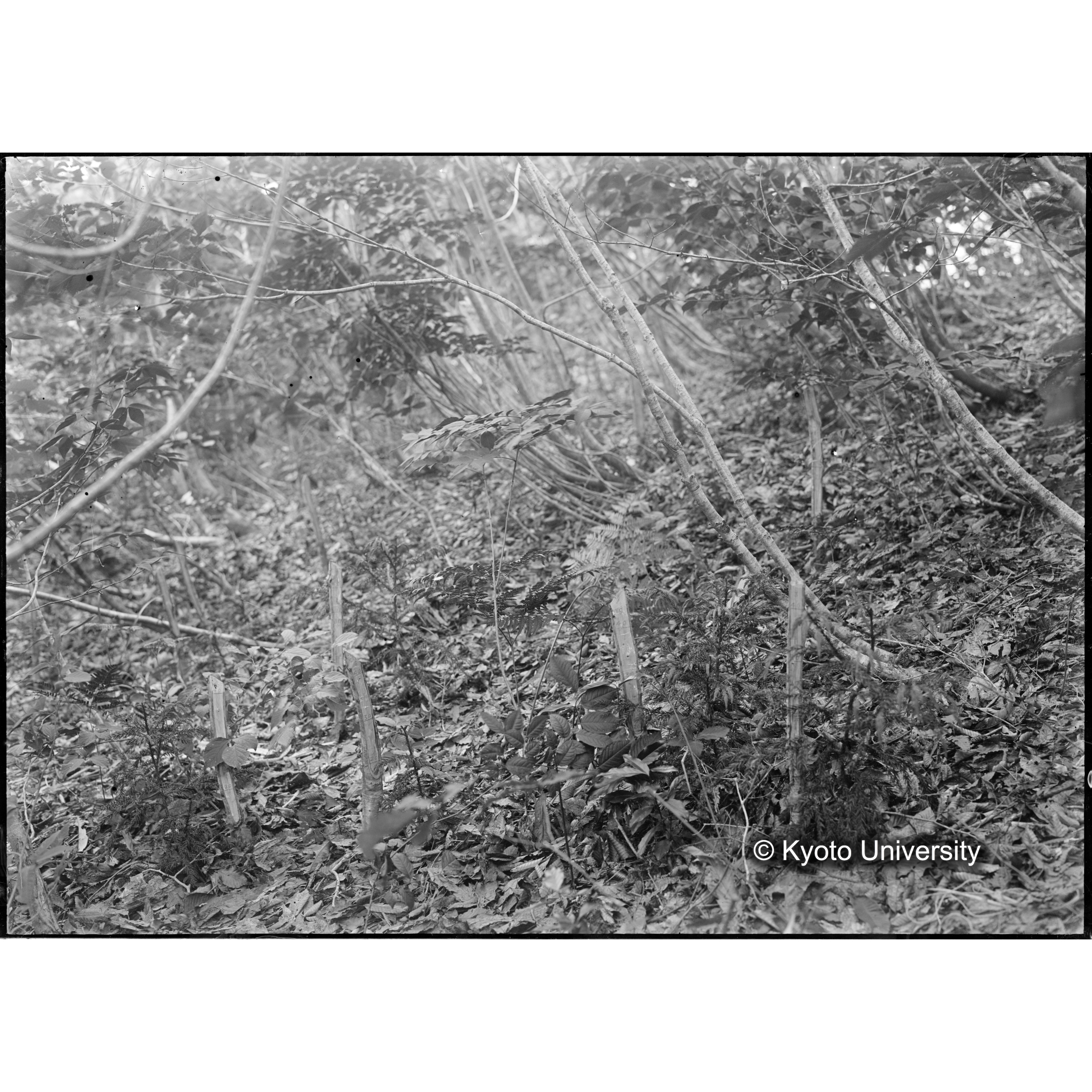 （ガラス乾板芦生柴田3-014） (1)