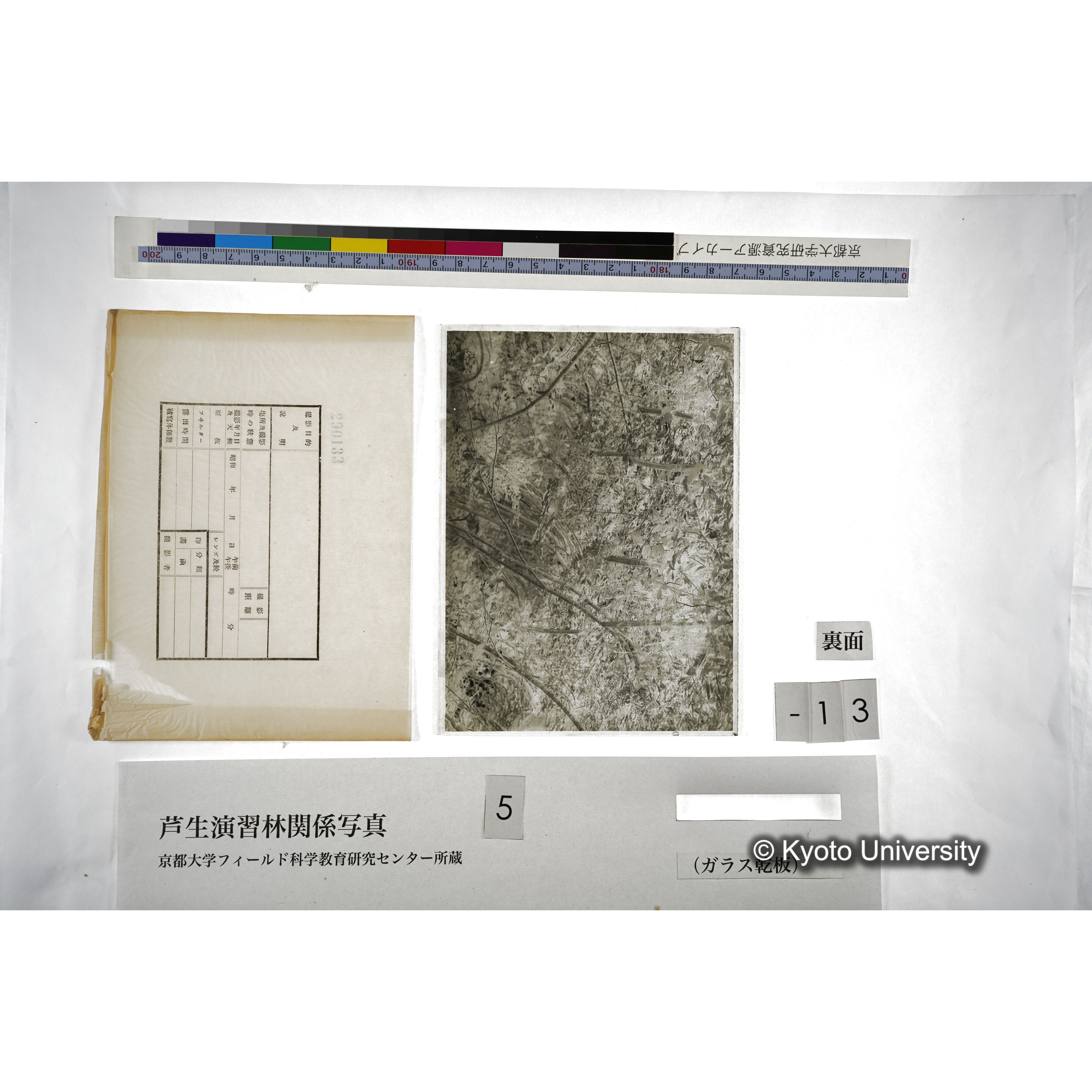 （ガラス乾板芦生柴田3-014） (3)