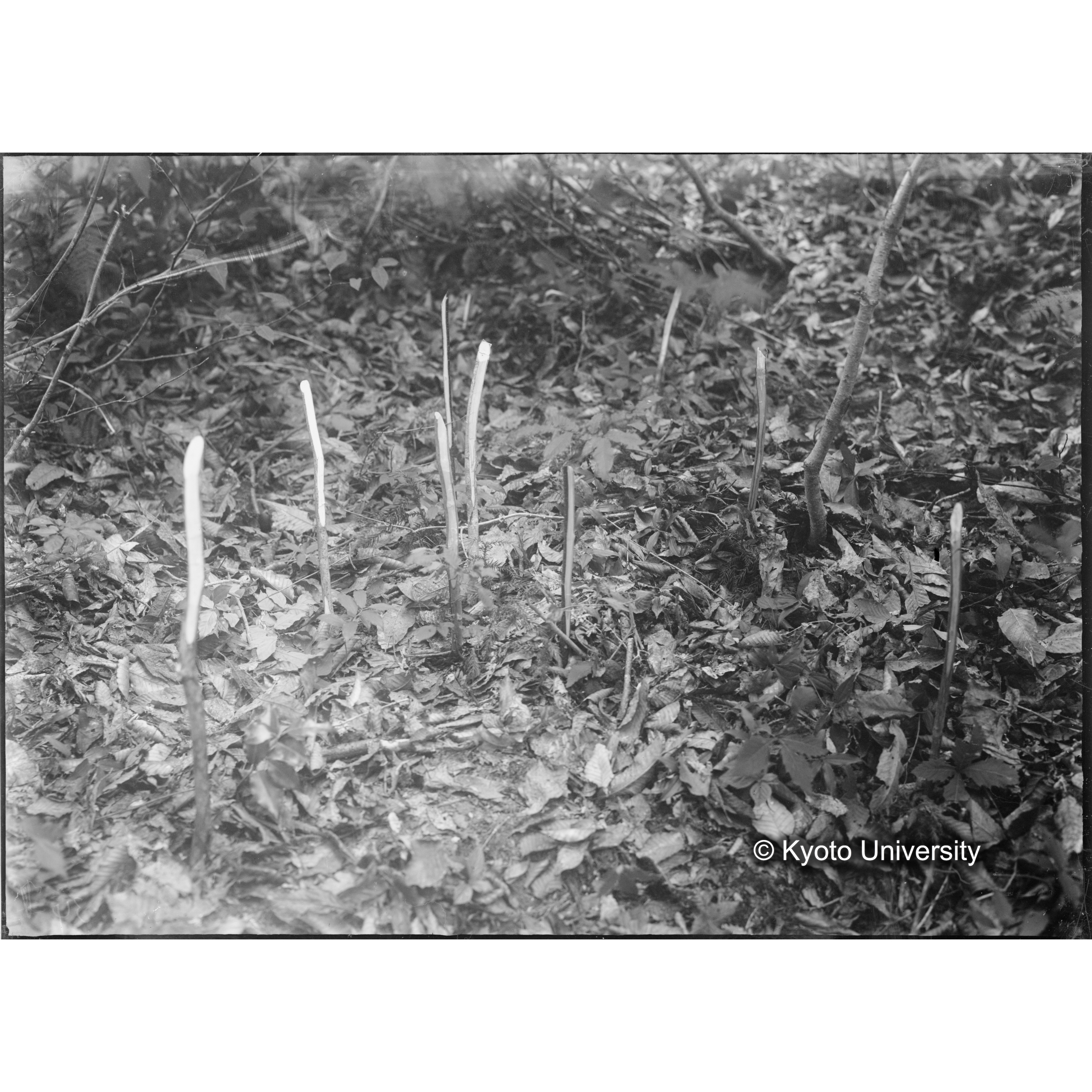 （ガラス乾板芦生柴田3-015） (1)