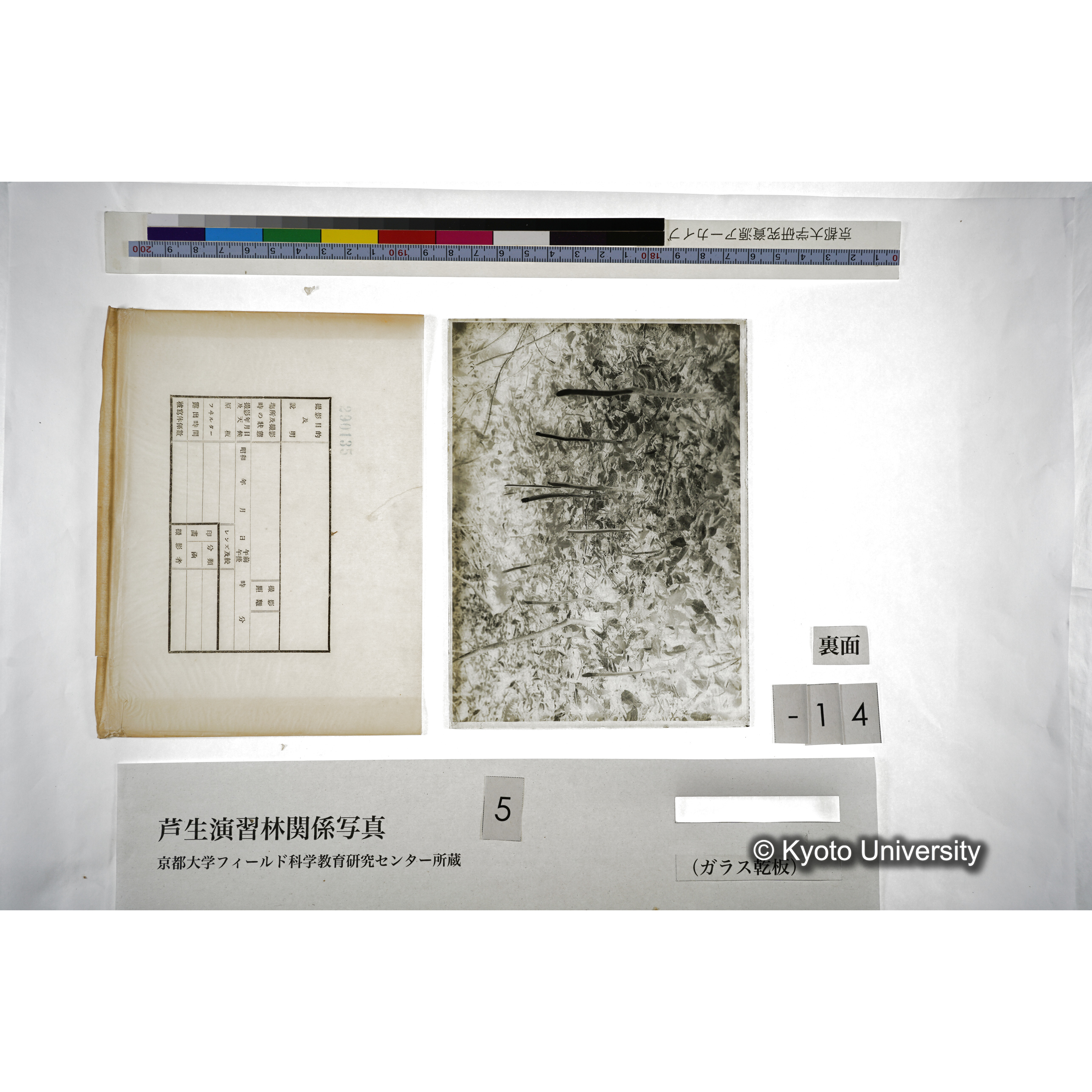 （ガラス乾板芦生柴田3-015） (2)