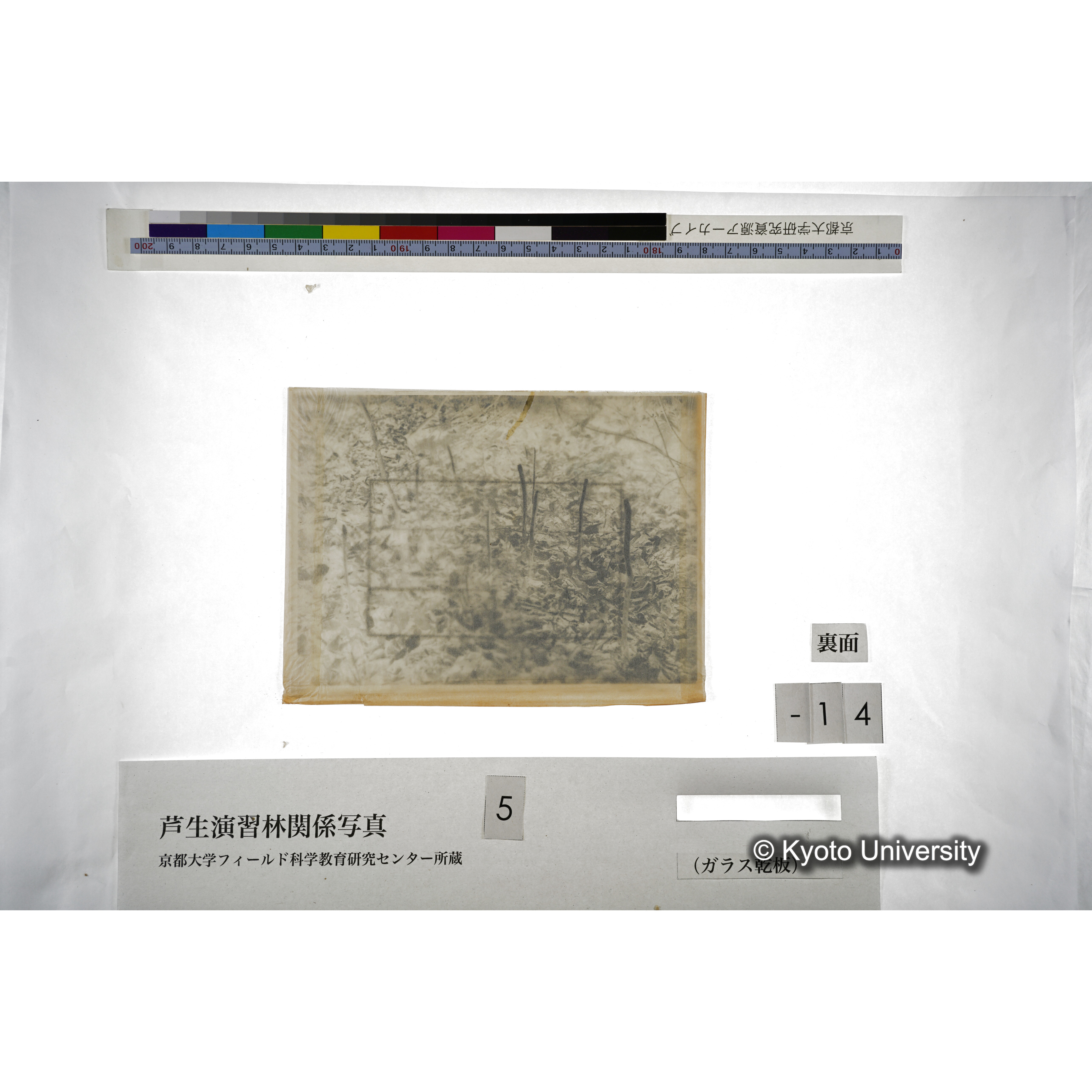 （ガラス乾板芦生柴田3-015） (4)