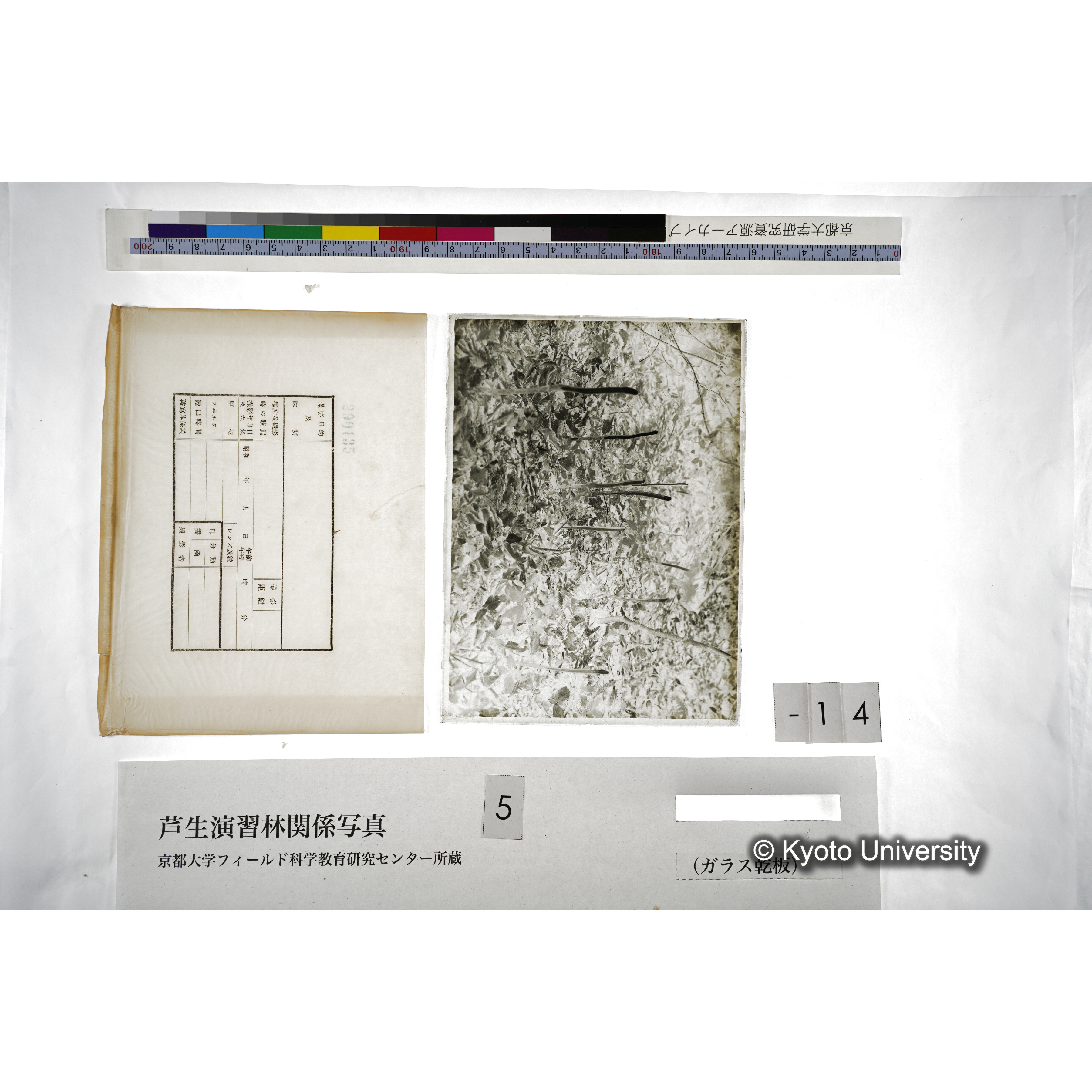 （ガラス乾板芦生柴田3-015） (5)