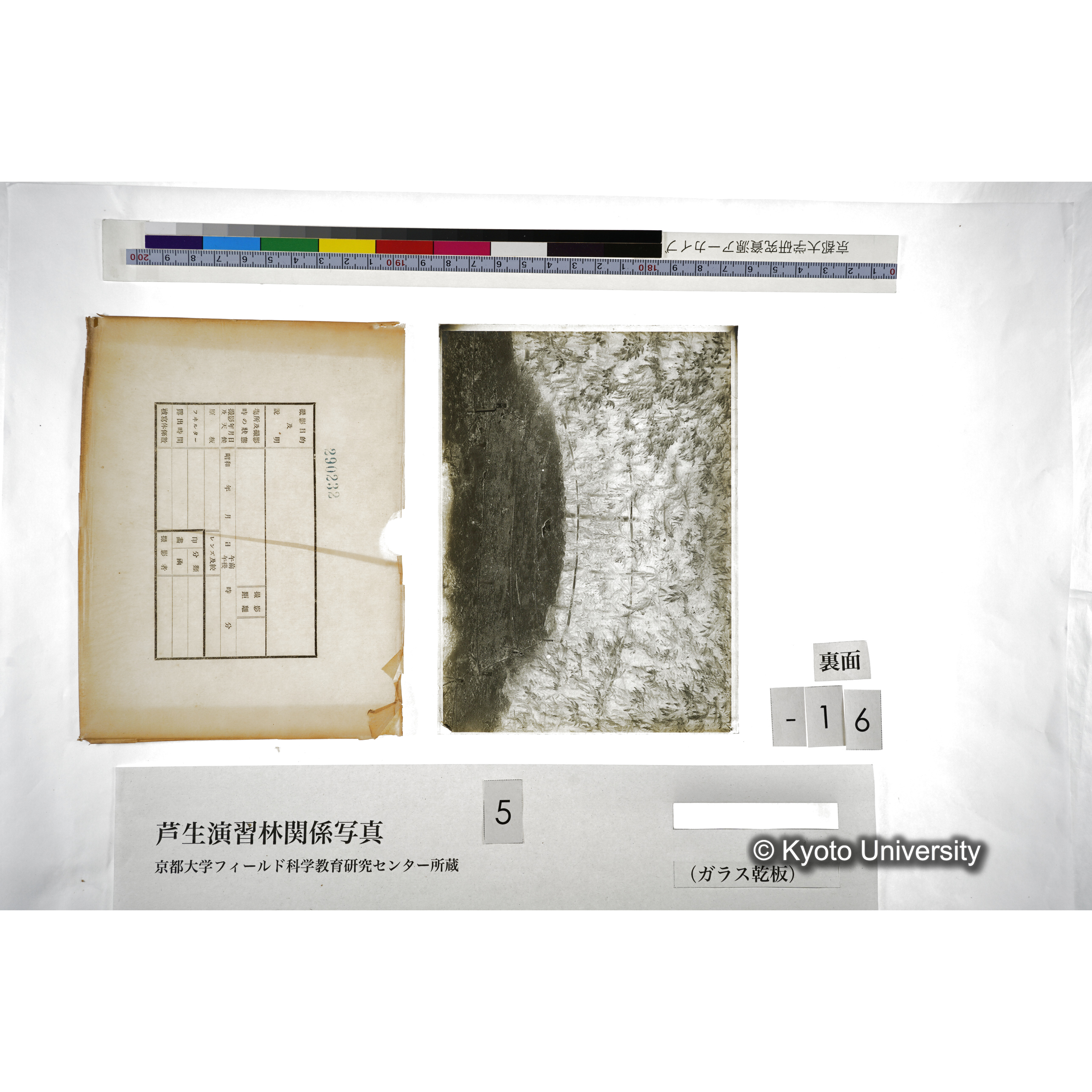 （ガラス乾板芦生柴田3-017） (2)