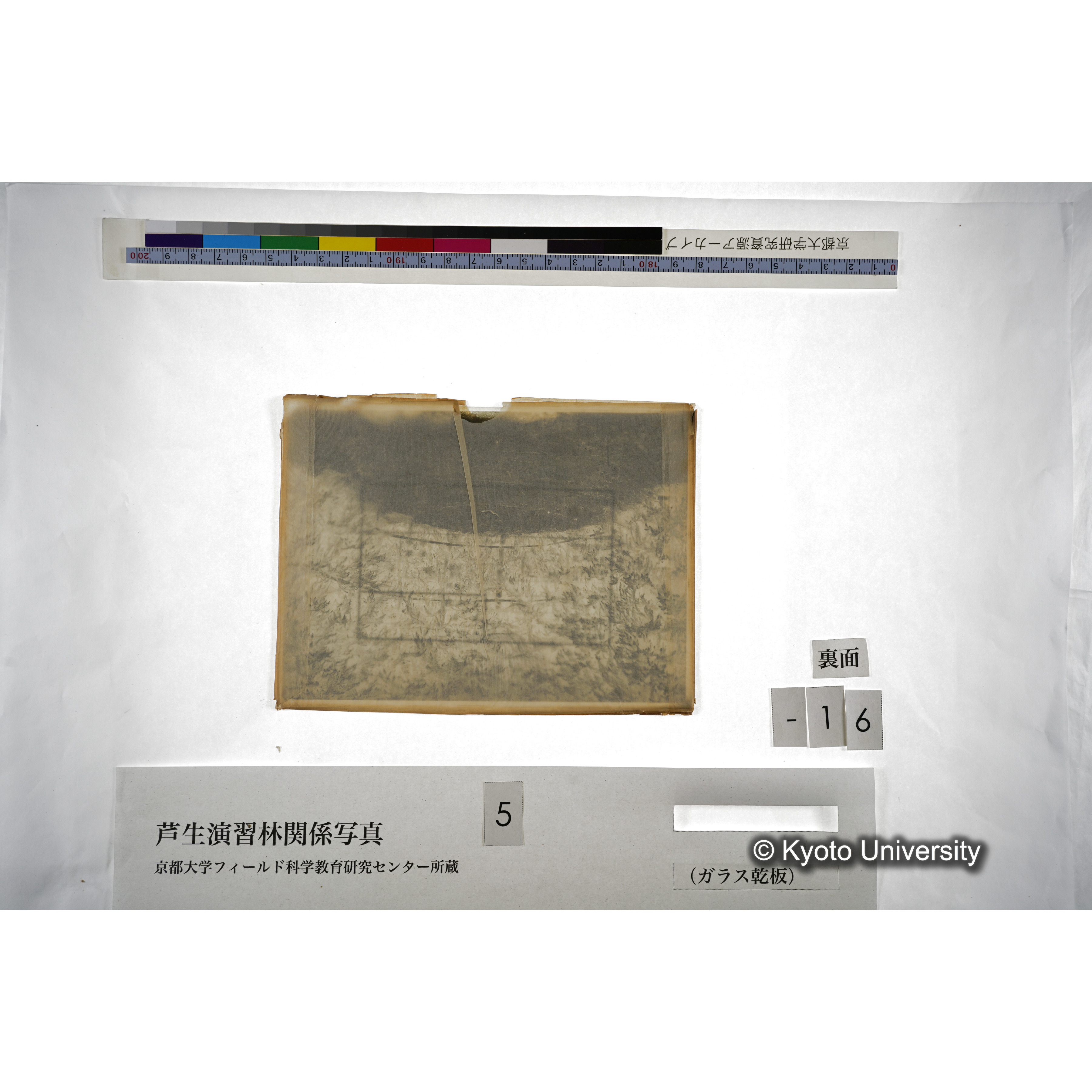 （ガラス乾板芦生柴田3-017） (4)