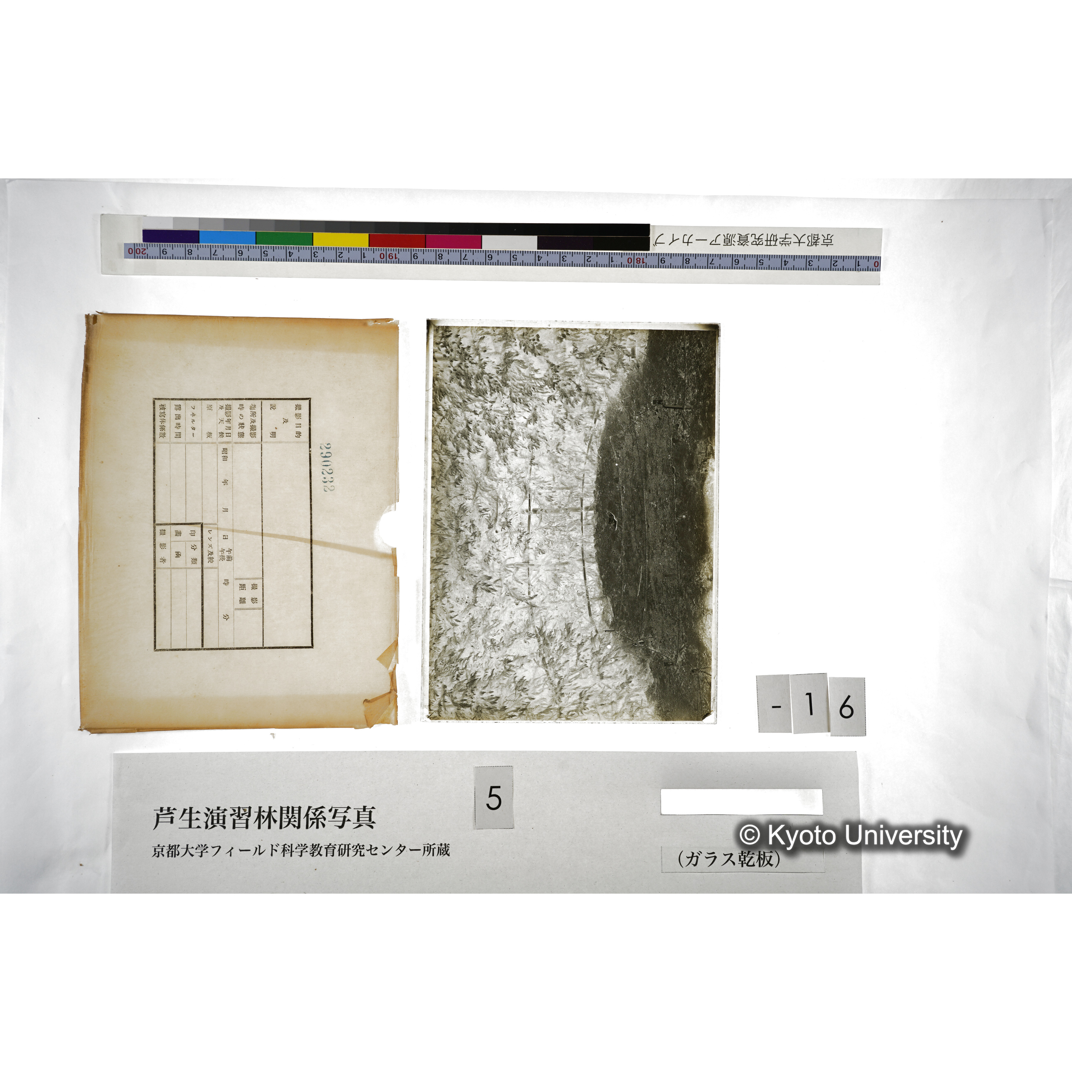 （ガラス乾板芦生柴田3-017） (5)