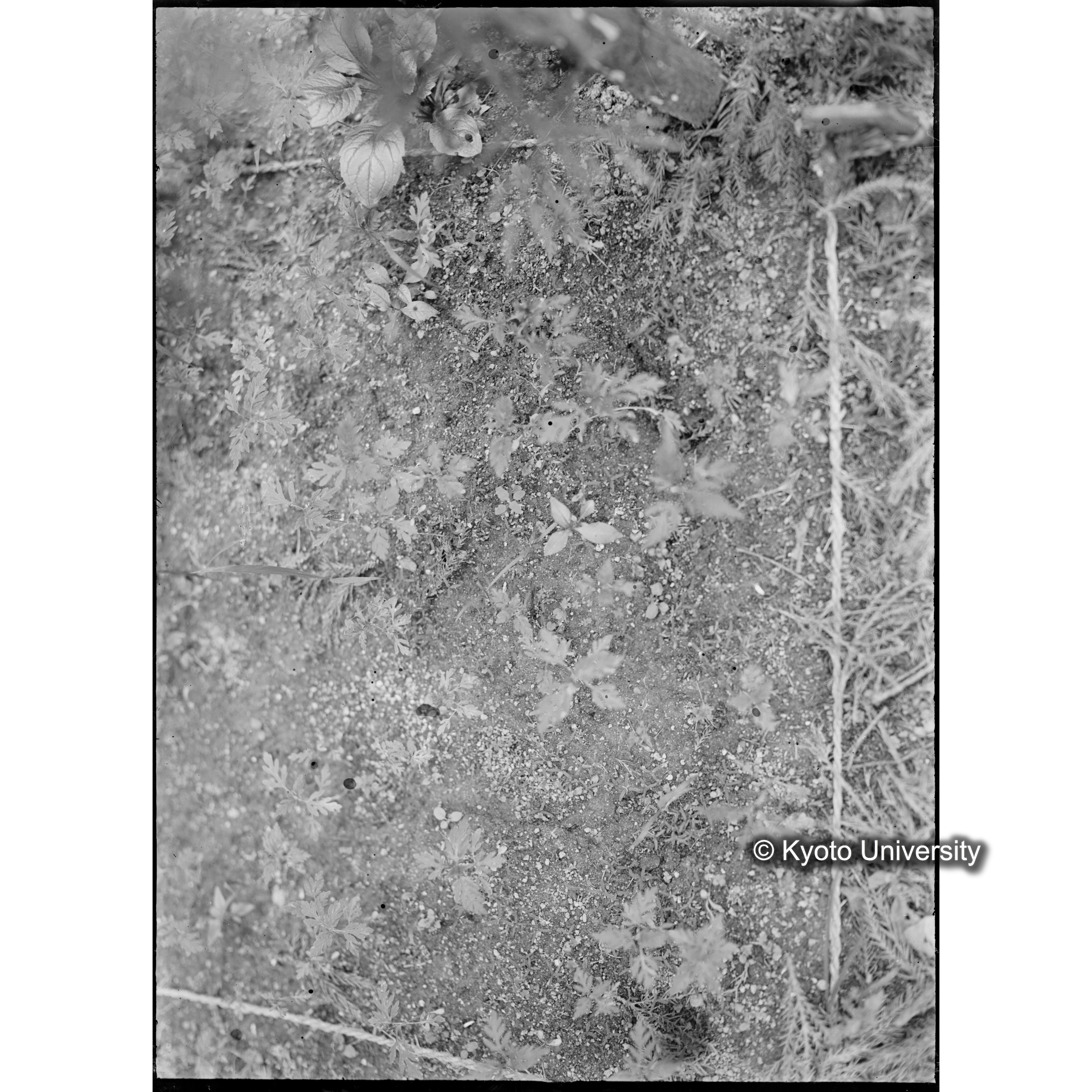 （ガラス乾板芦生柴田3-018） (1)