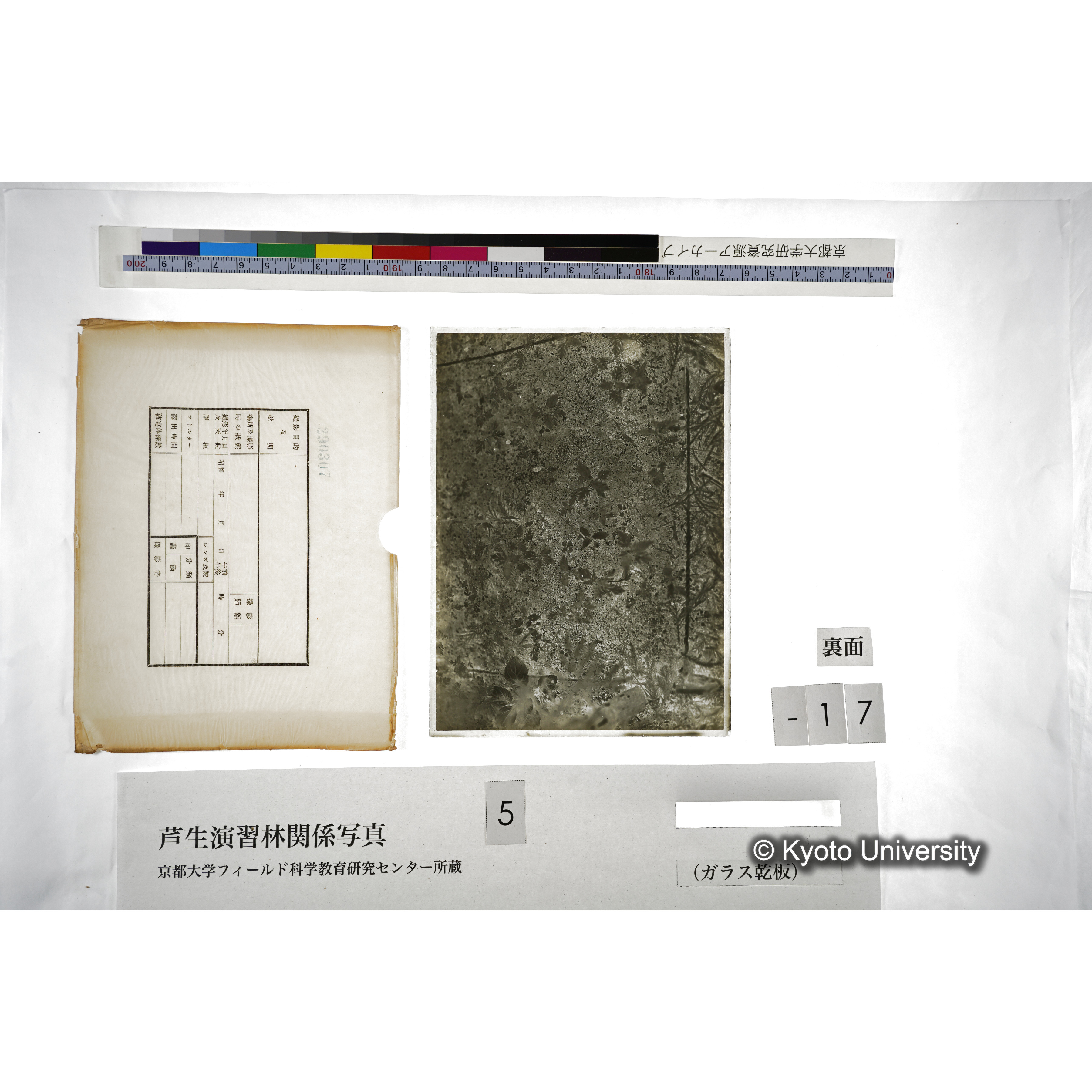 （ガラス乾板芦生柴田3-018） (2)