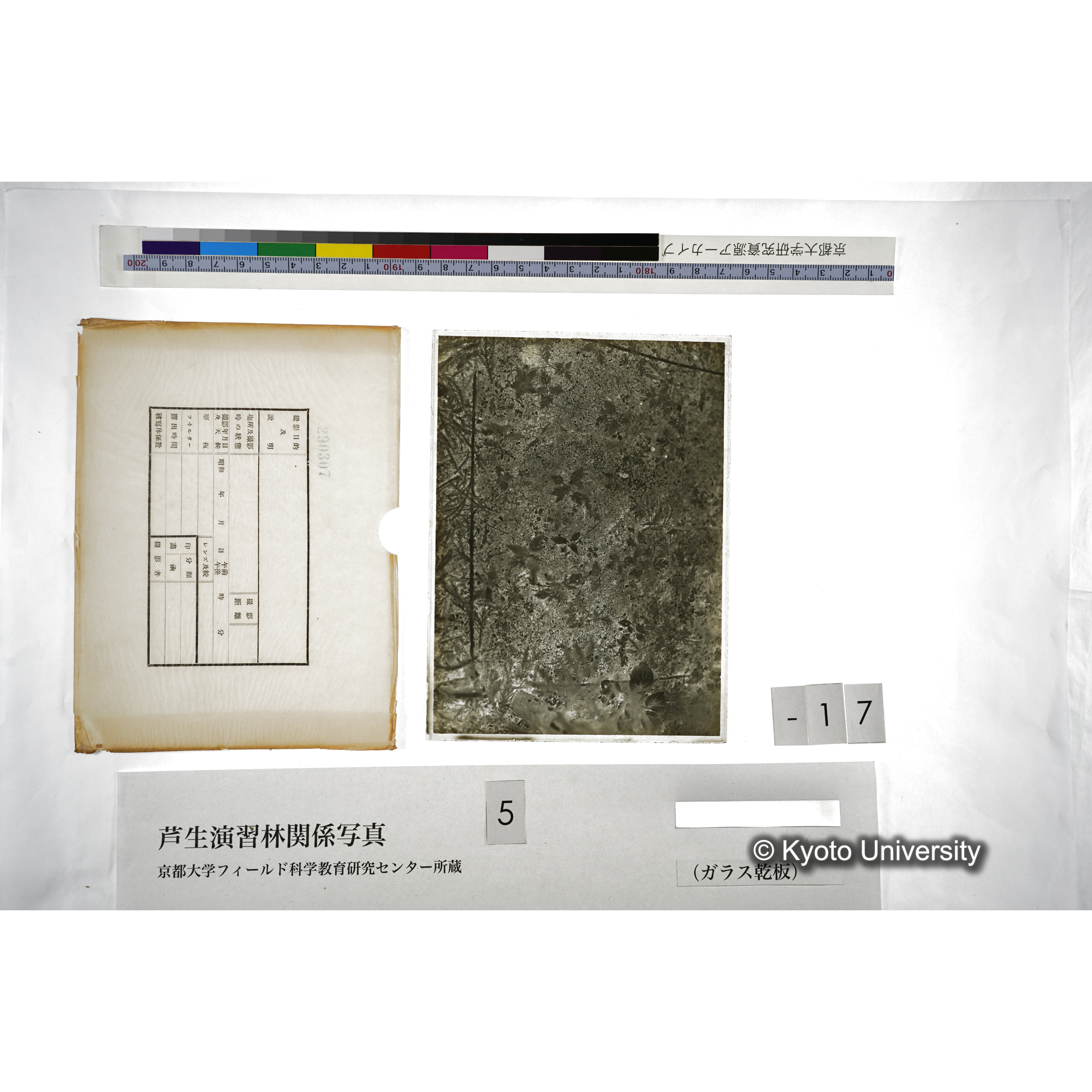 （ガラス乾板芦生柴田3-018） (5)
