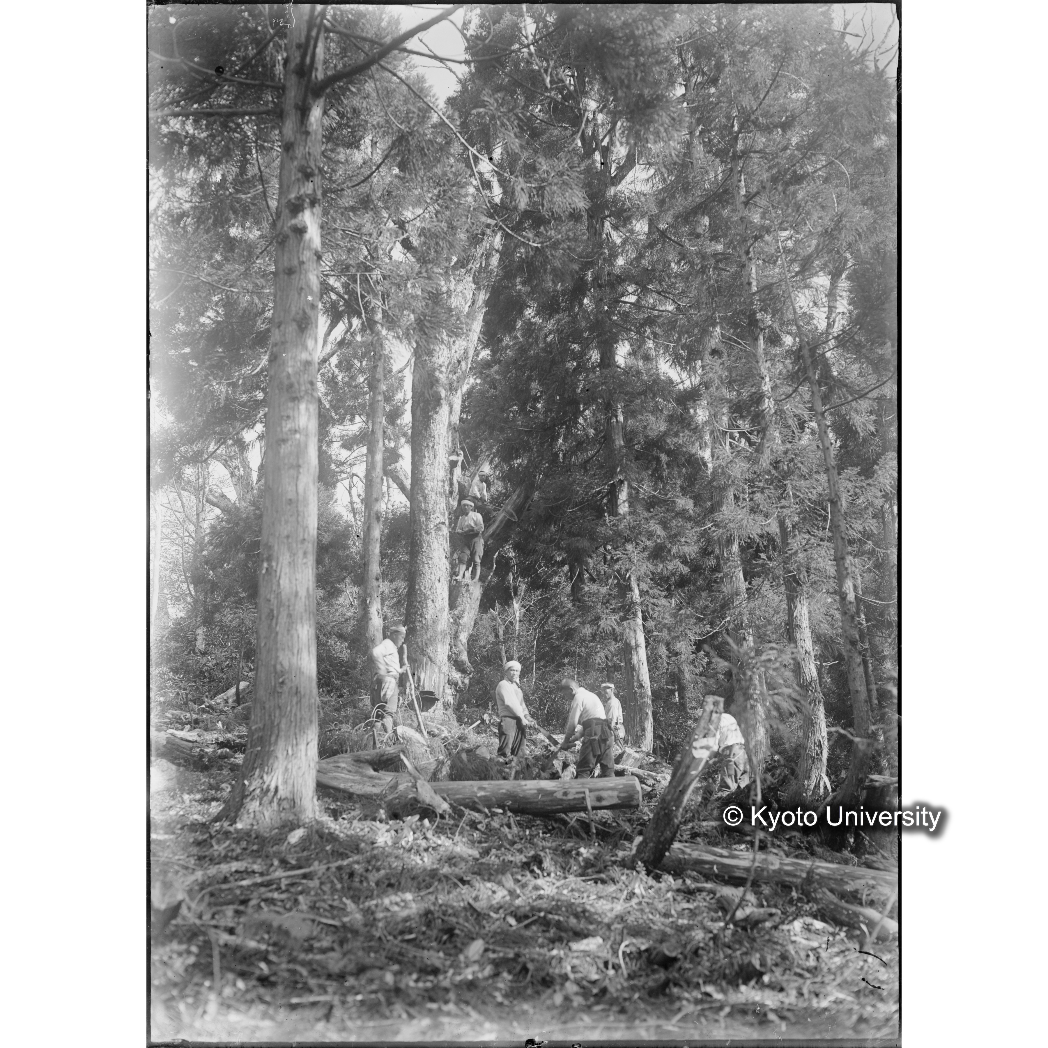 杉天然下種地 オホノ谷第一号地､大木 伐採 片附の光景 (1)