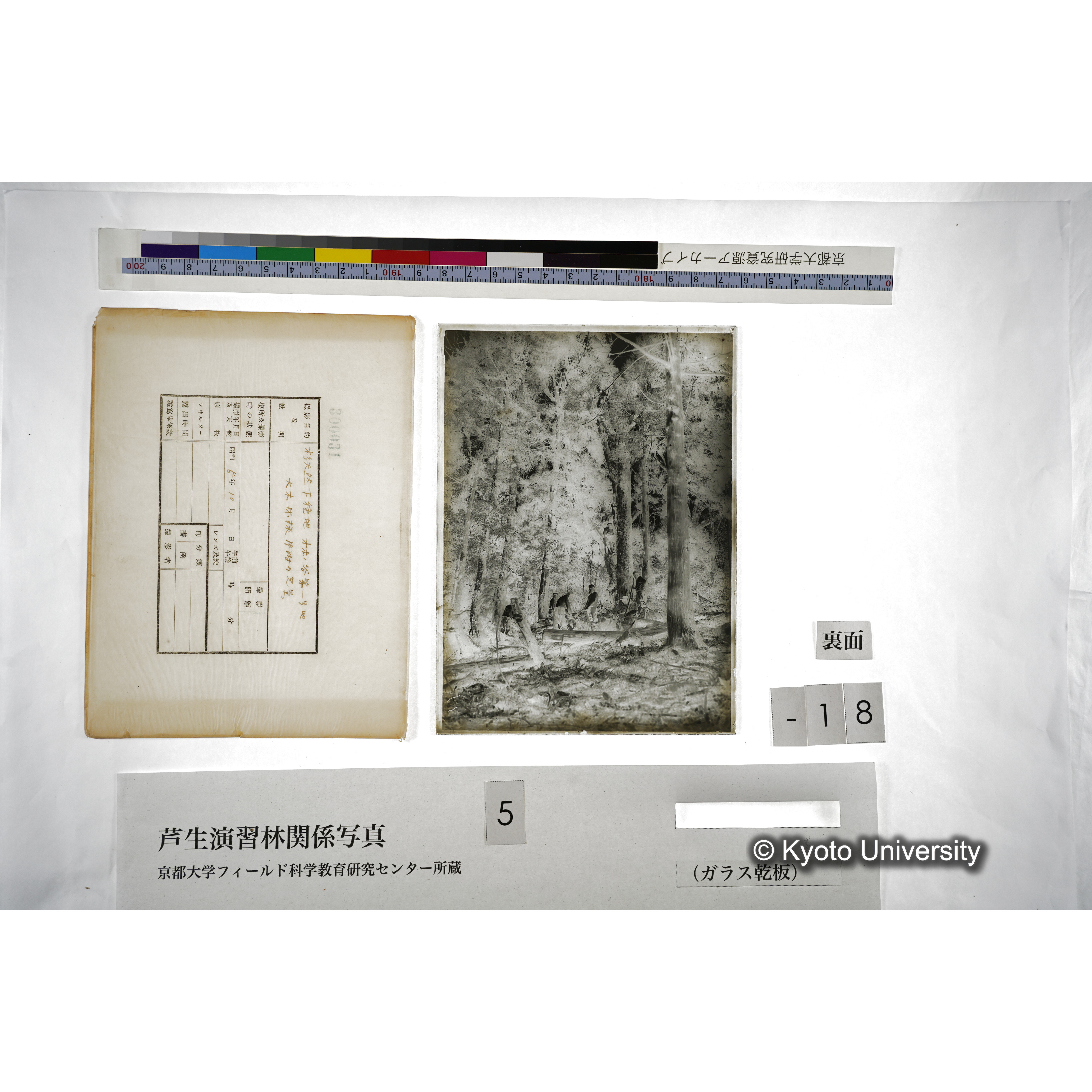 杉天然下種地 オホノ谷第一号地､大木 伐採 片附の光景 (2)