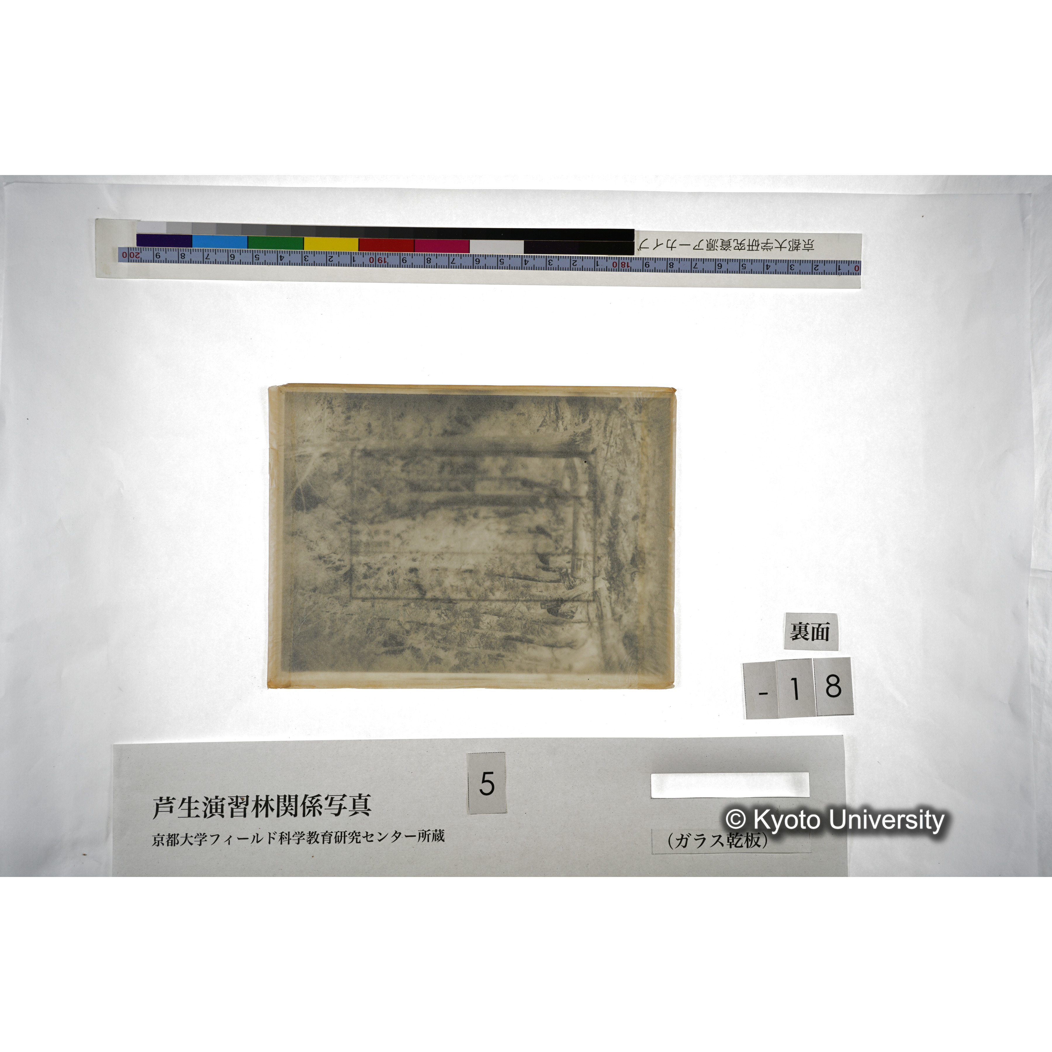 杉天然下種地 オホノ谷第一号地､大木 伐採 片附の光景 (4)