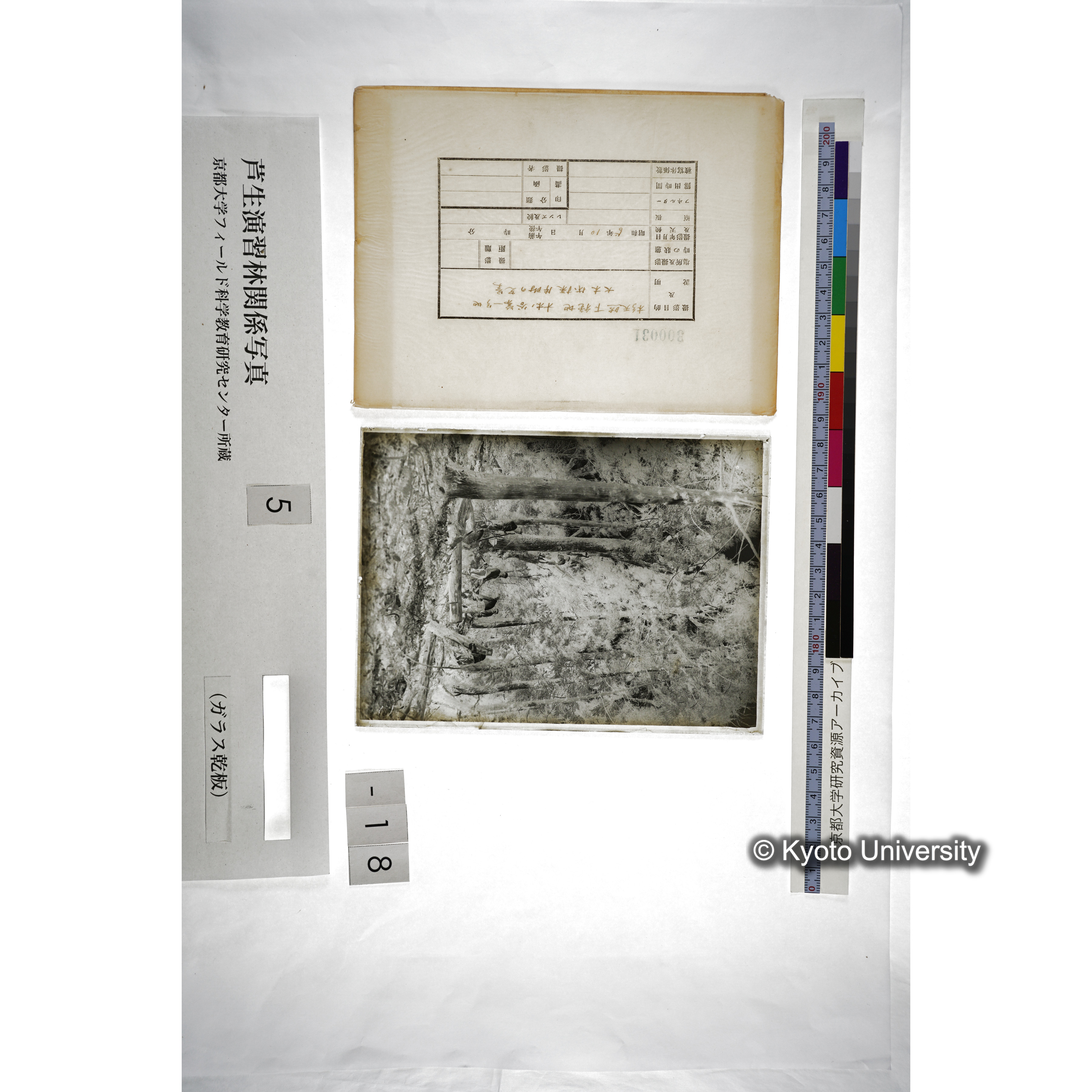 杉天然下種地 オホノ谷第一号地､大木 伐採 片附の光景 (5)