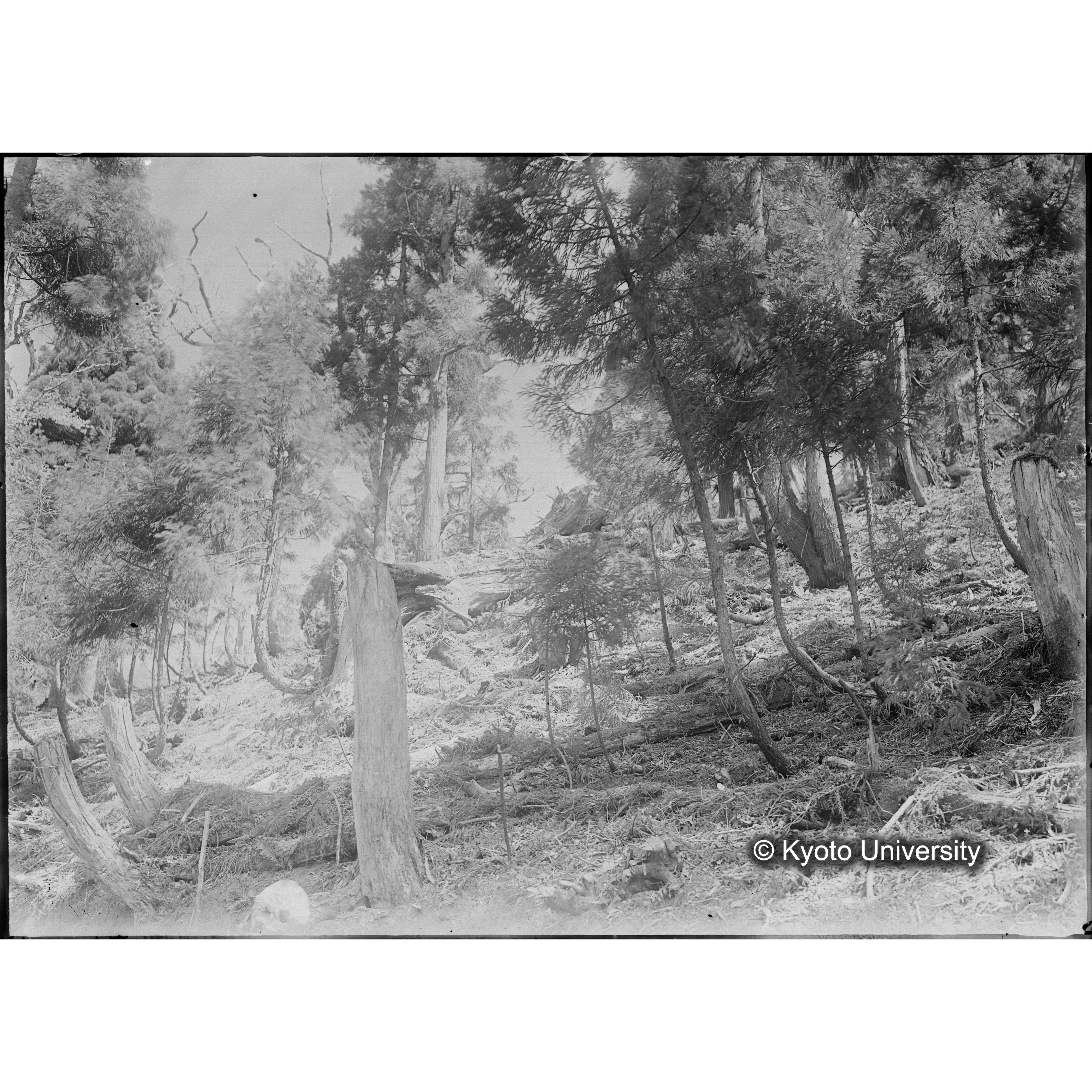 杉天然下種地 オホノ谷第二号地､地拵直後の状態 (1)