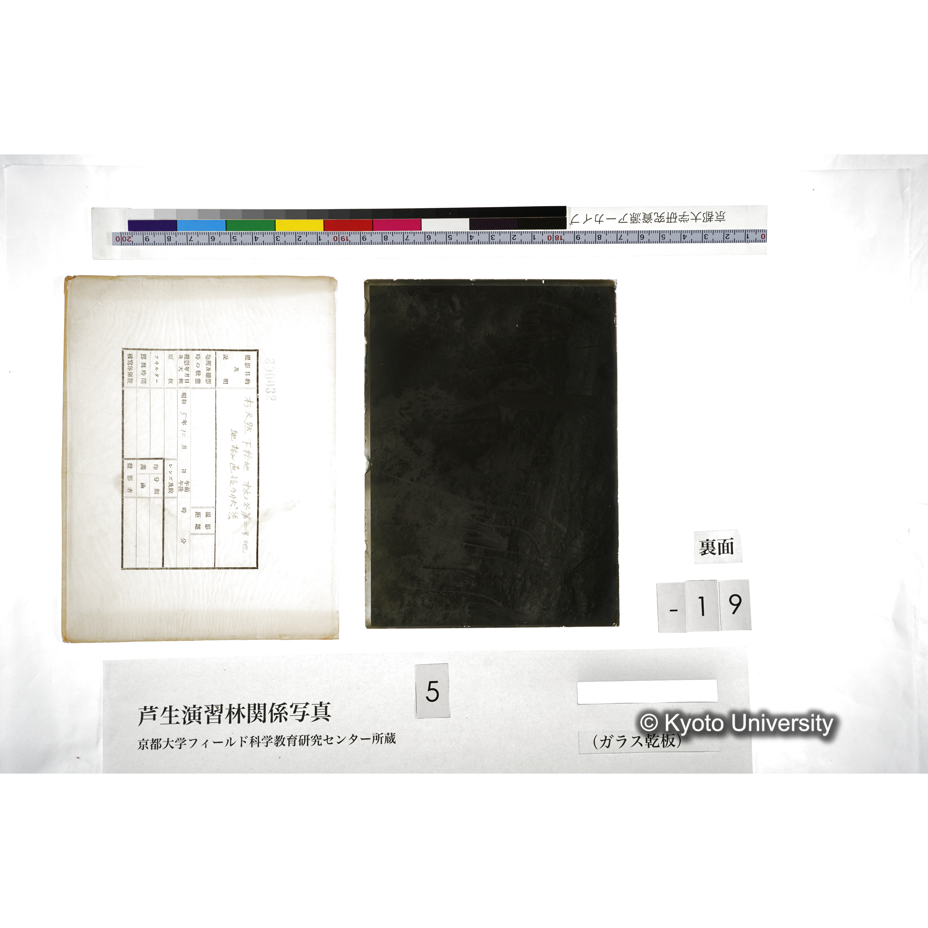 杉天然下種地 オホノ谷第二号地､地拵直後の状態 (2)